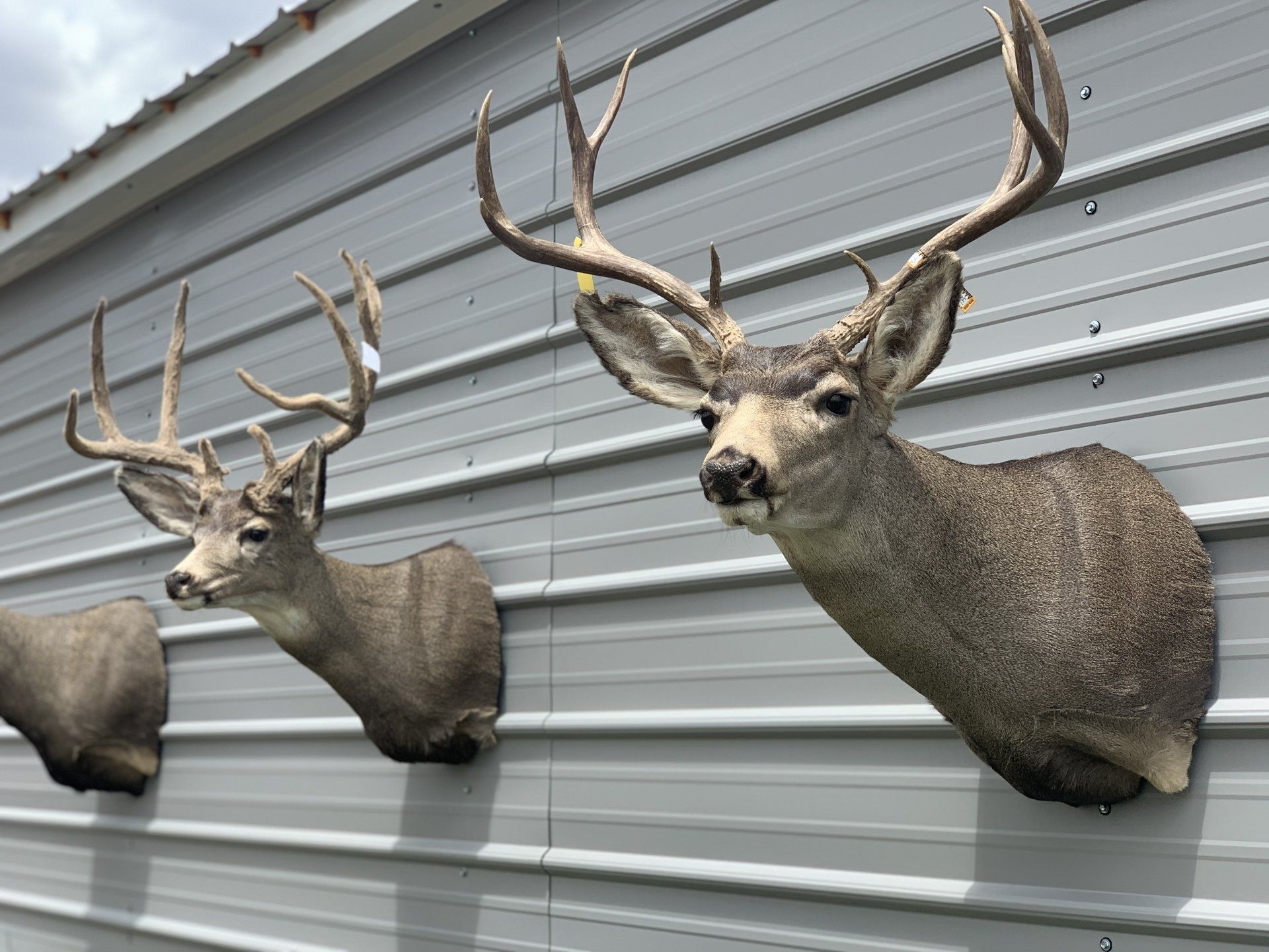 Three deer heads are hanging on a wall.