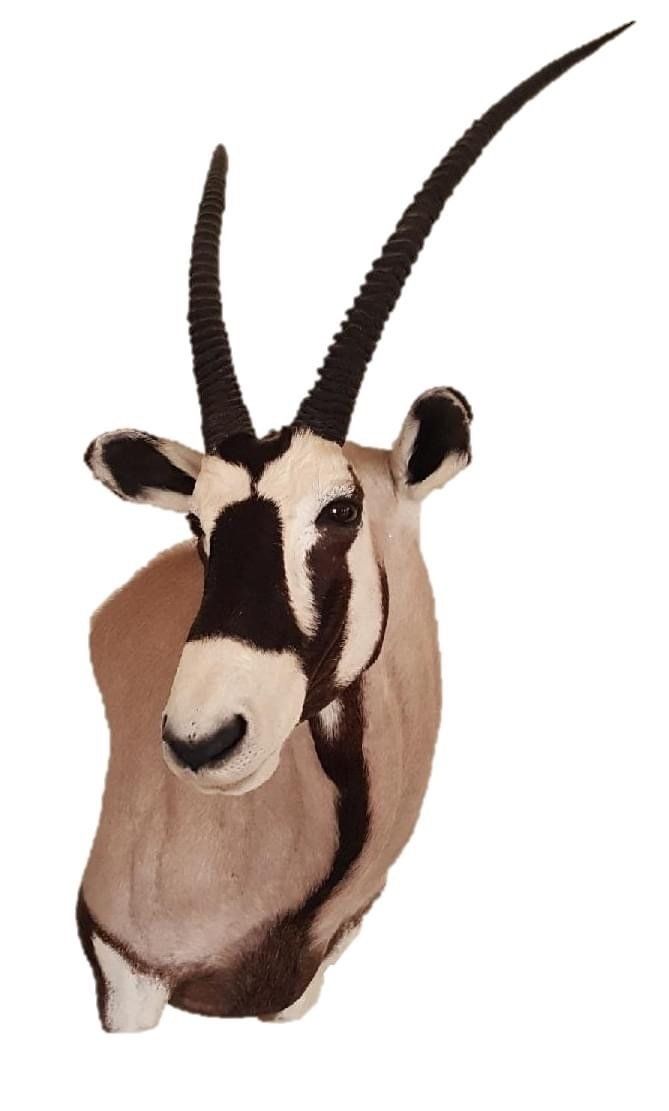 A stuffed antelope head with long horns on a white background