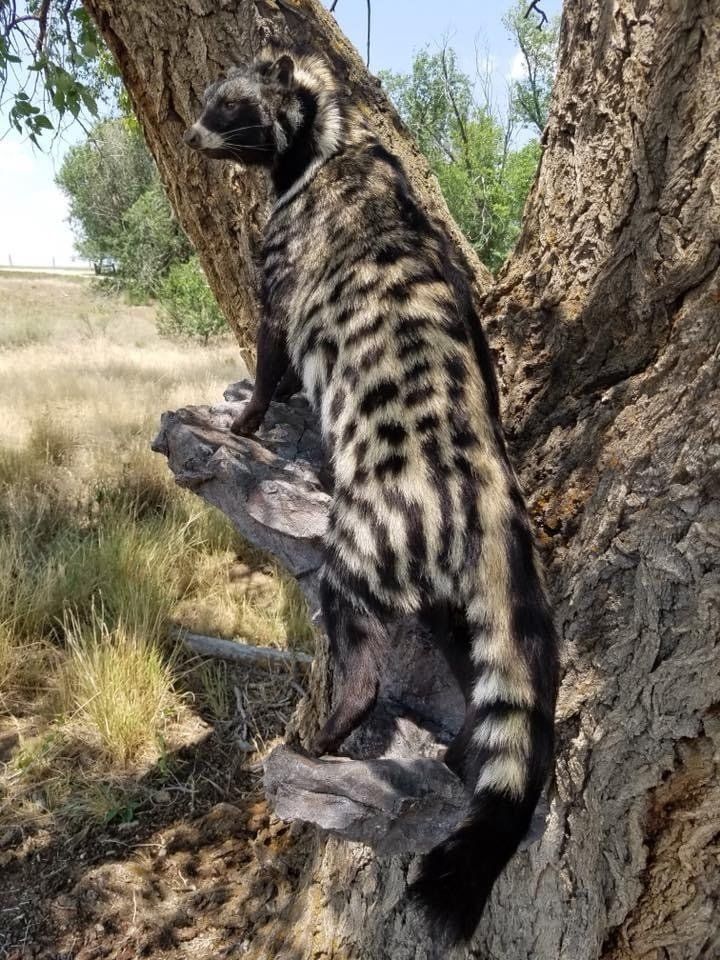 A black and white cat is standing on a tree branch.