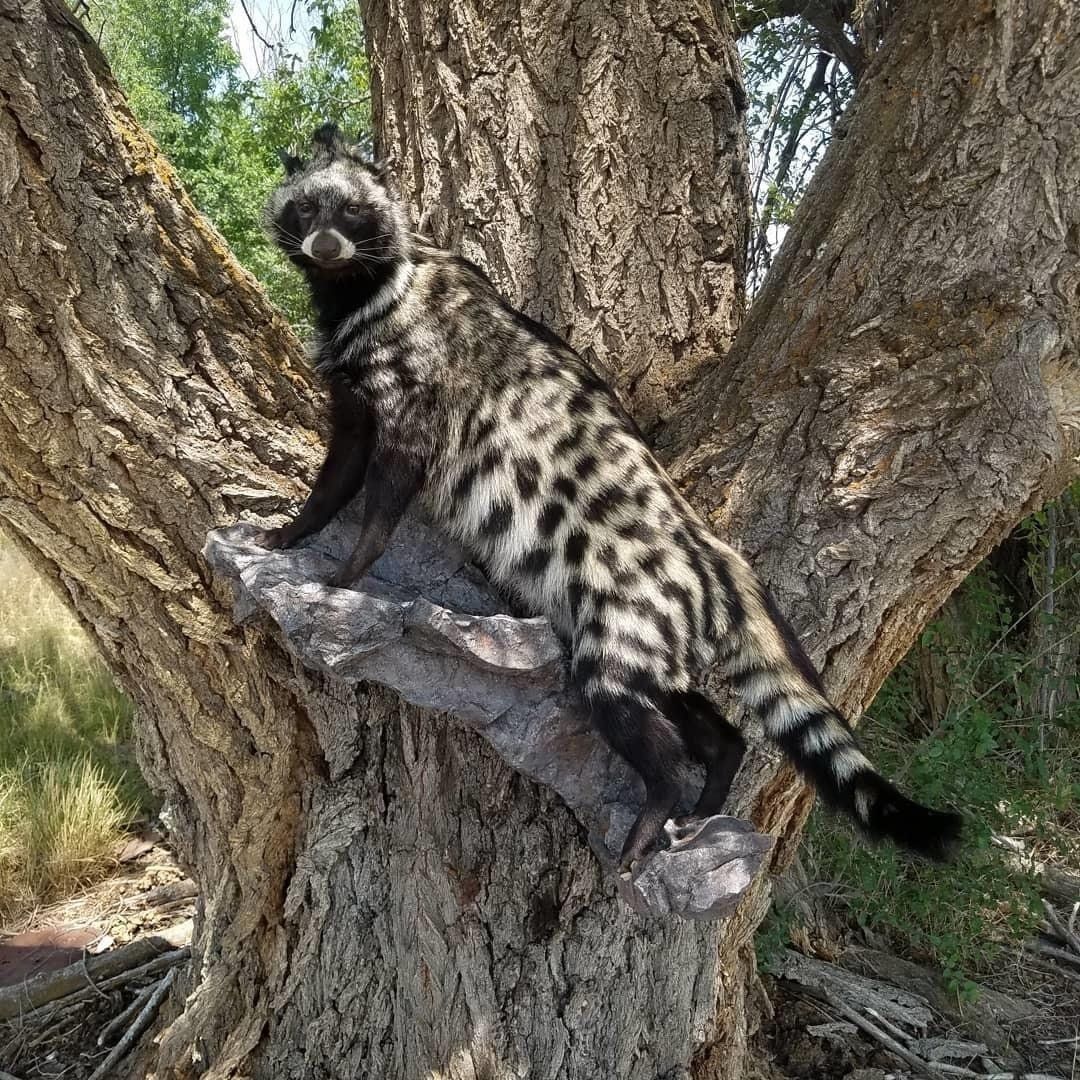 A black and white cat is climbing a tree.