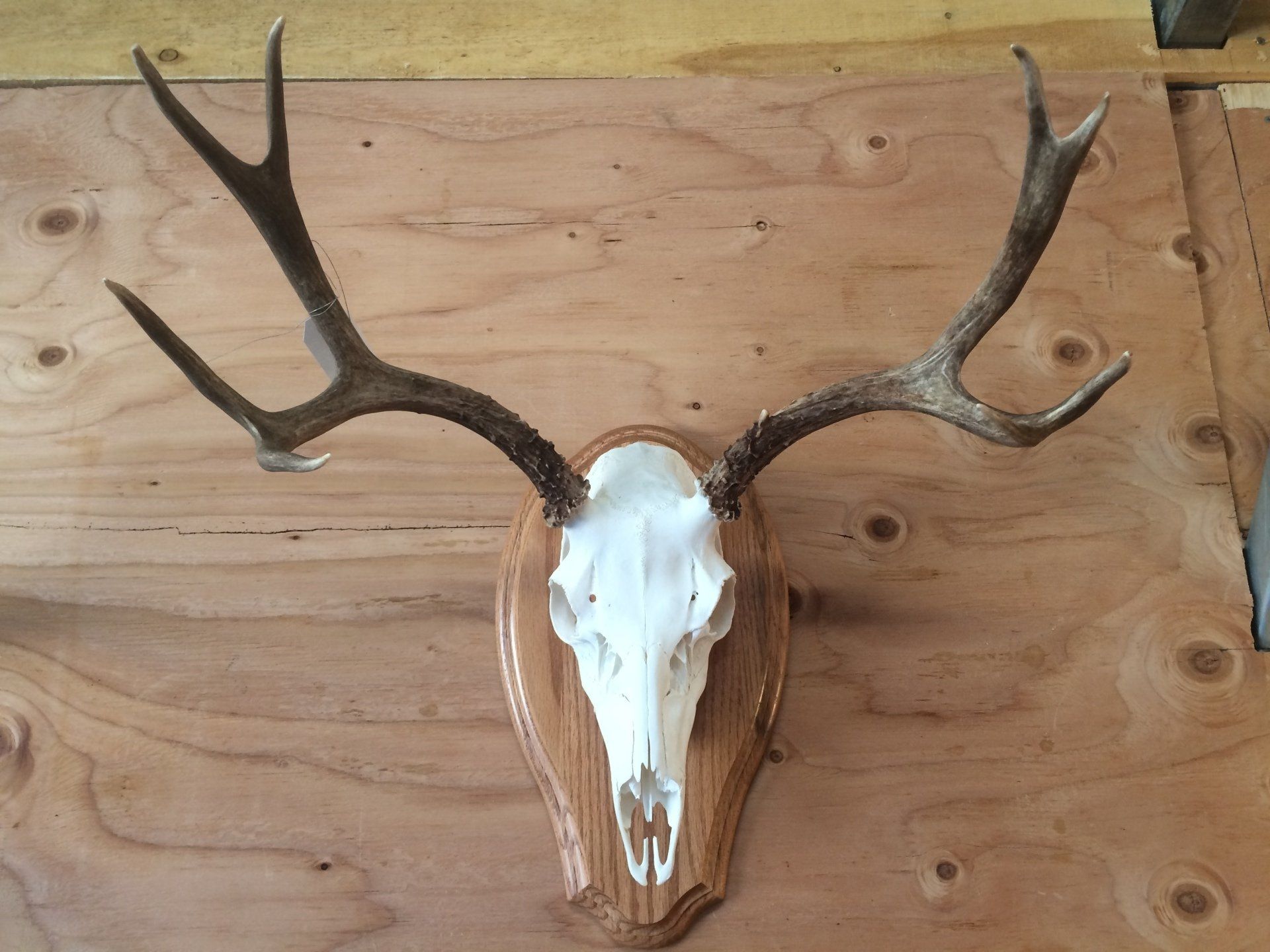 A deer skull is mounted on a wooden plaque