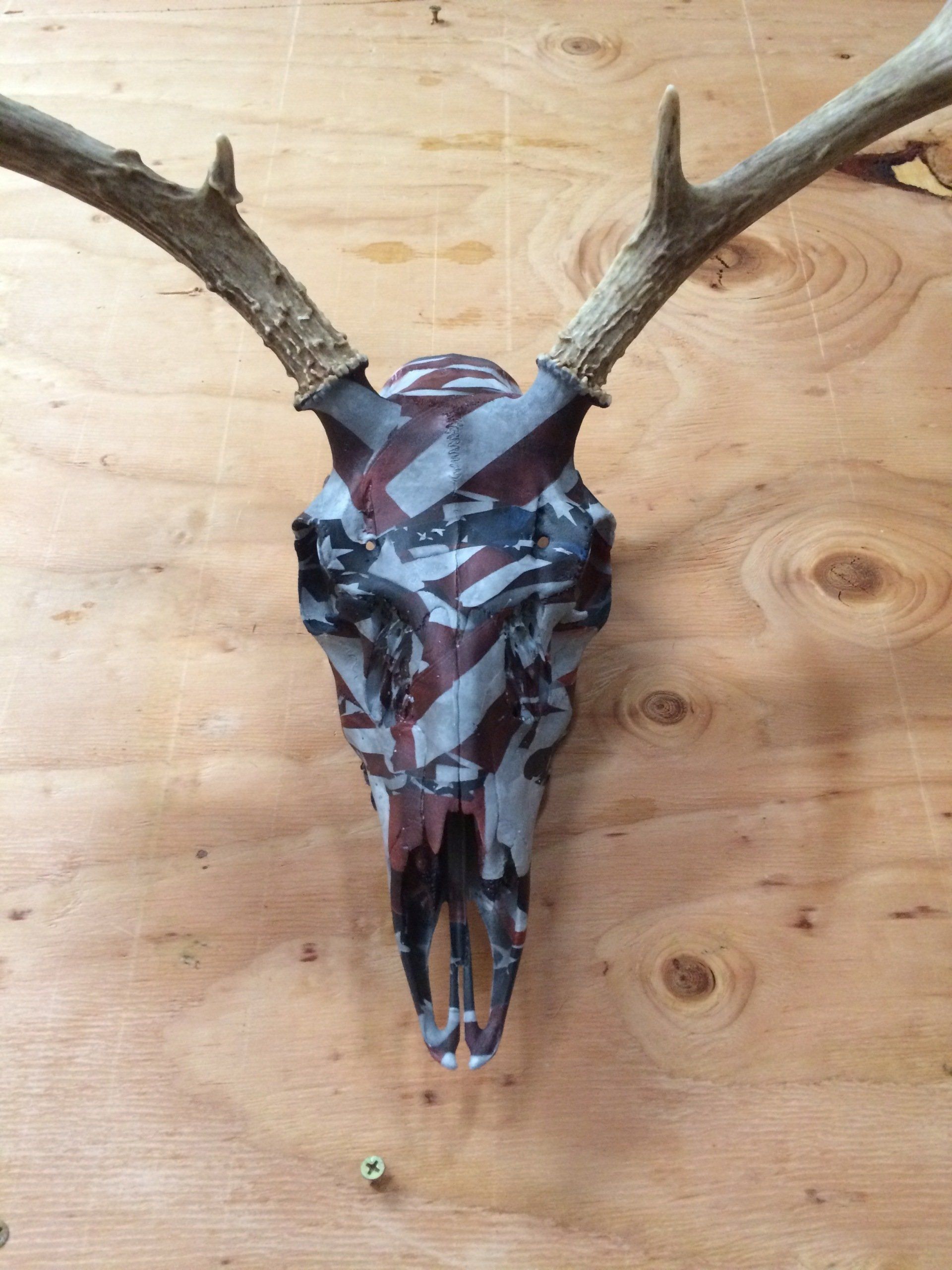 A deer skull with antlers is hanging on a wooden wall.