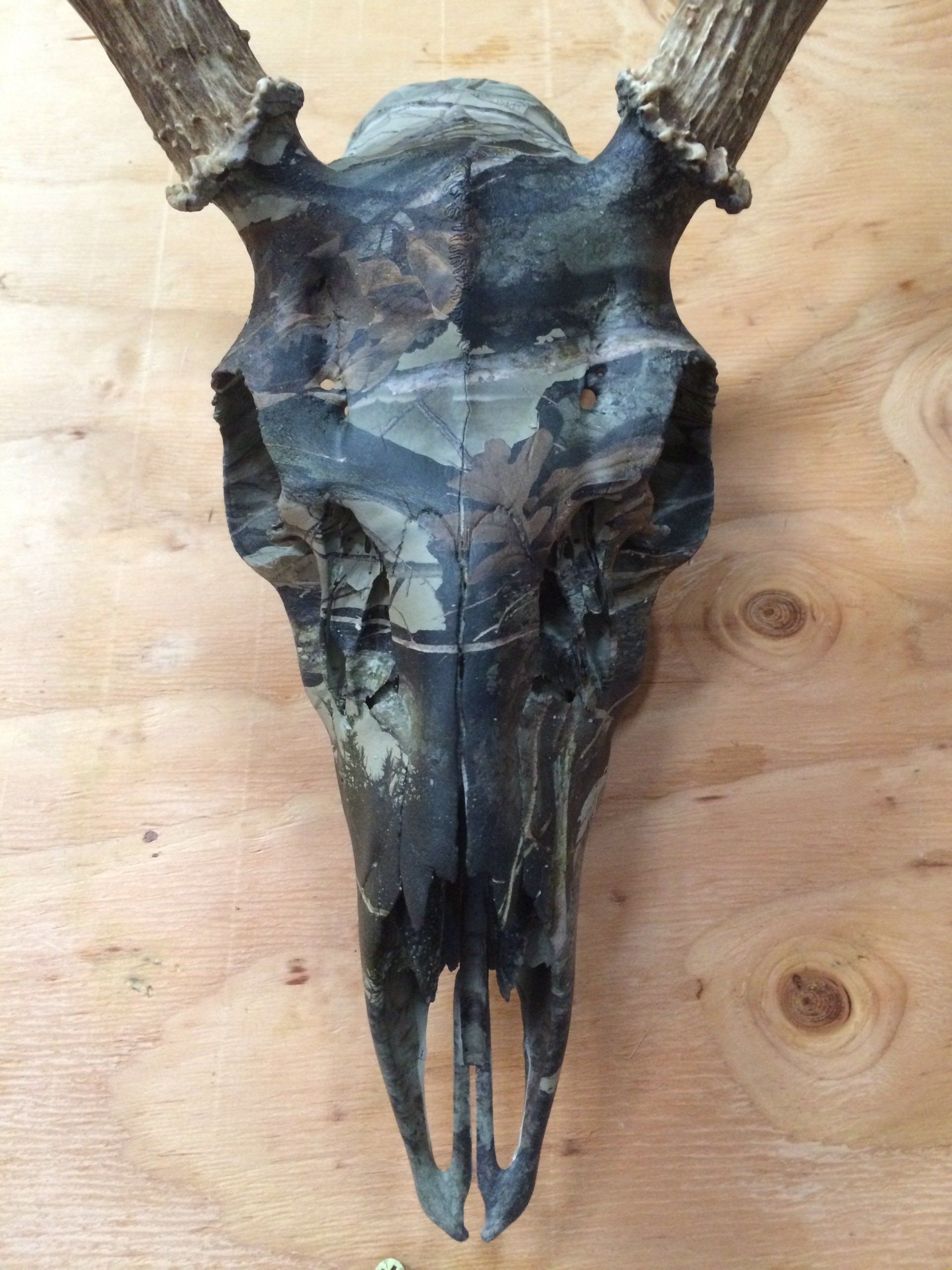 A deer skull with antlers is hanging on a wooden wall.