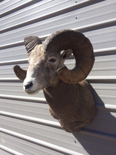 An image of of preserved antelope