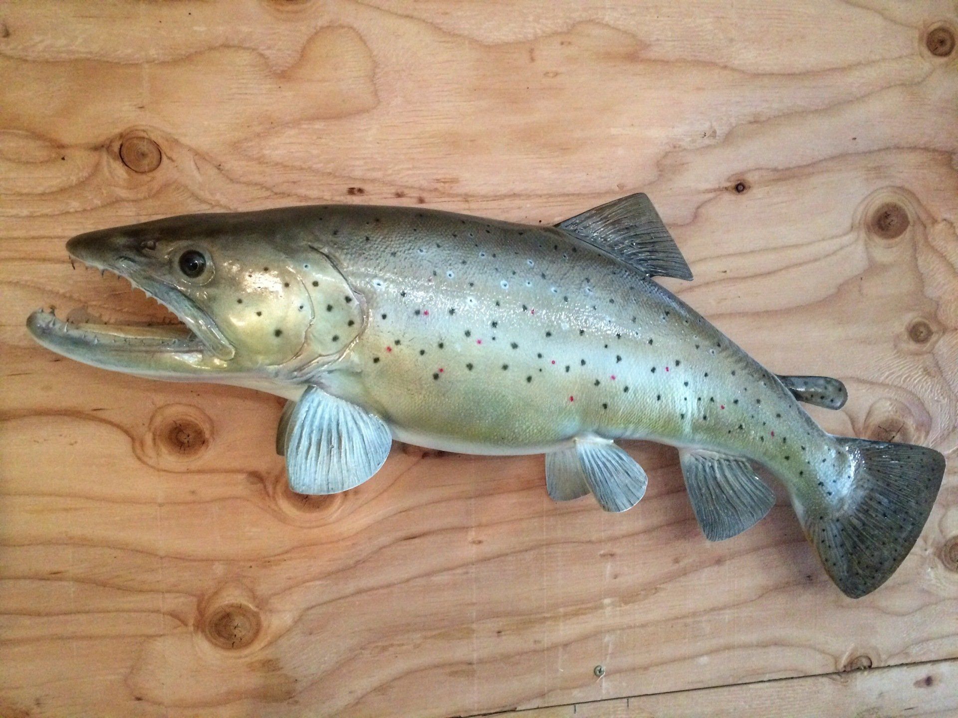 A brown trout is sitting on top of a wooden table.