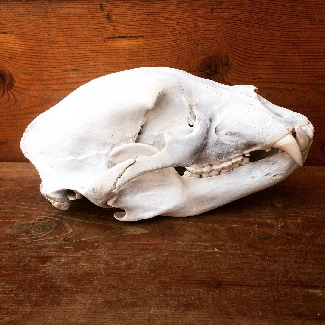 A bear skull is sitting on a wooden table
