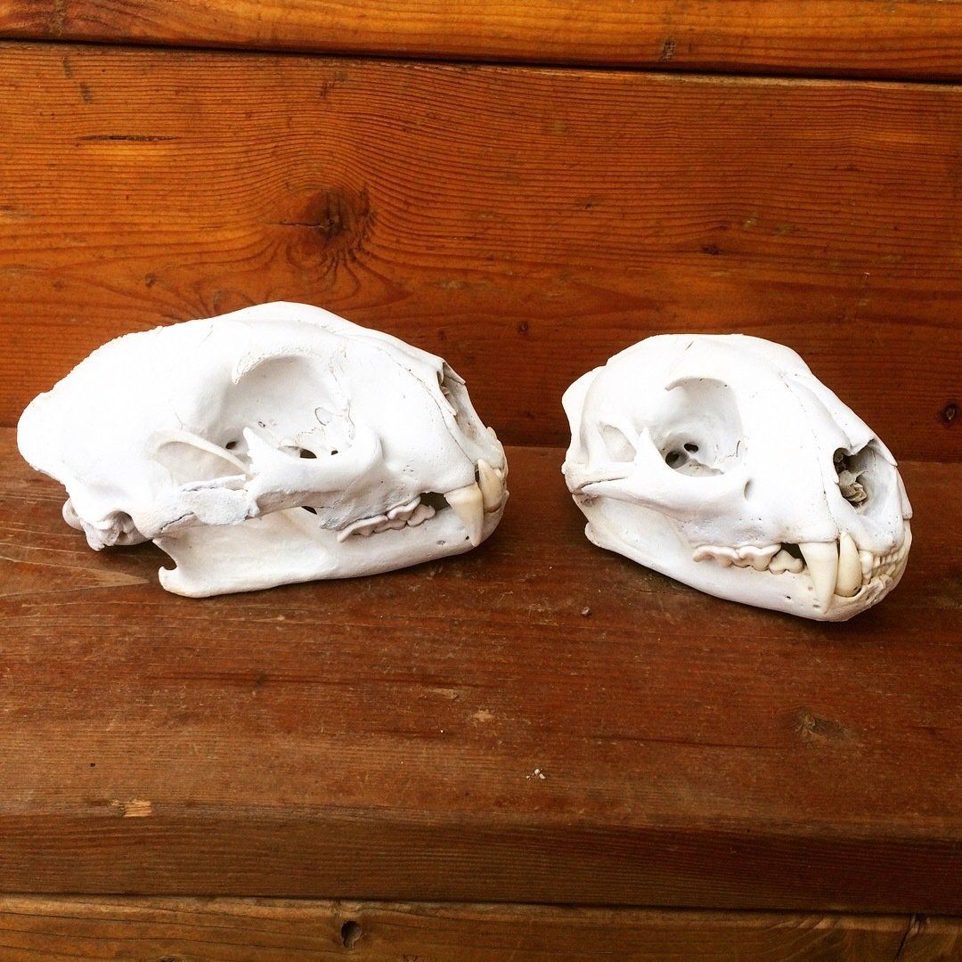 Two white skulls are sitting on a wooden table