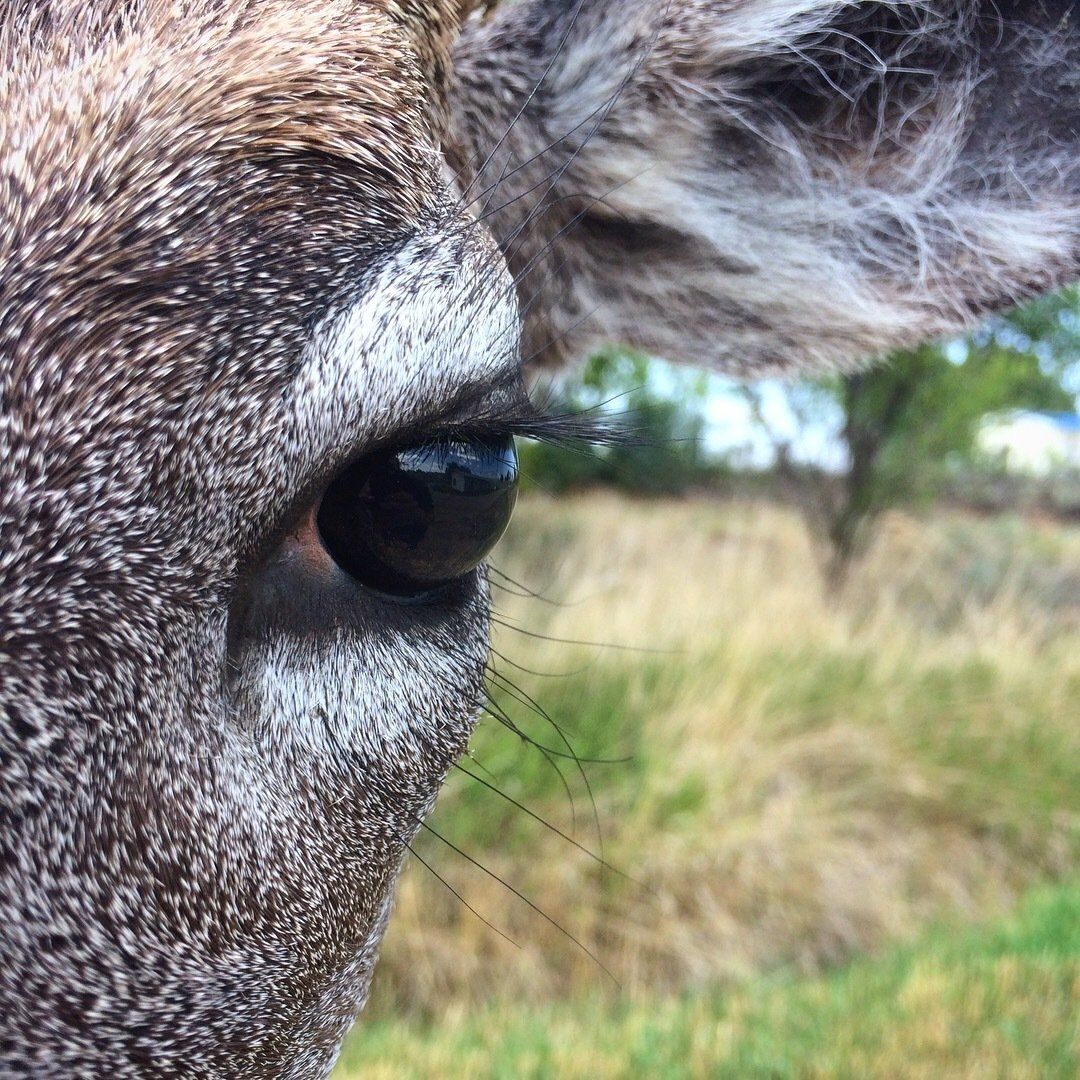 A close up of a deer 's eye with trees in the background