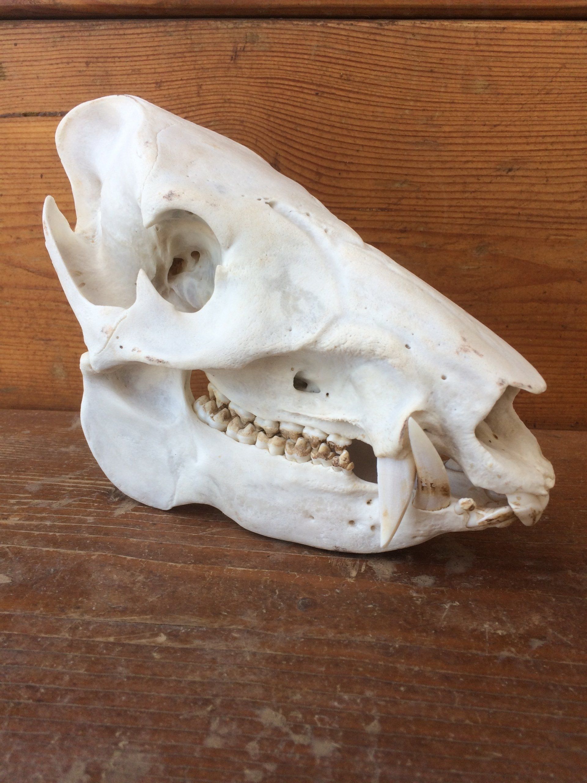 A skull of a pig is sitting on a wooden table.
