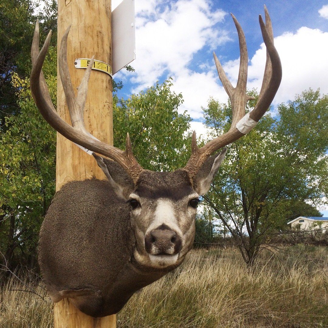 A deer head is mounted on a wooden pole