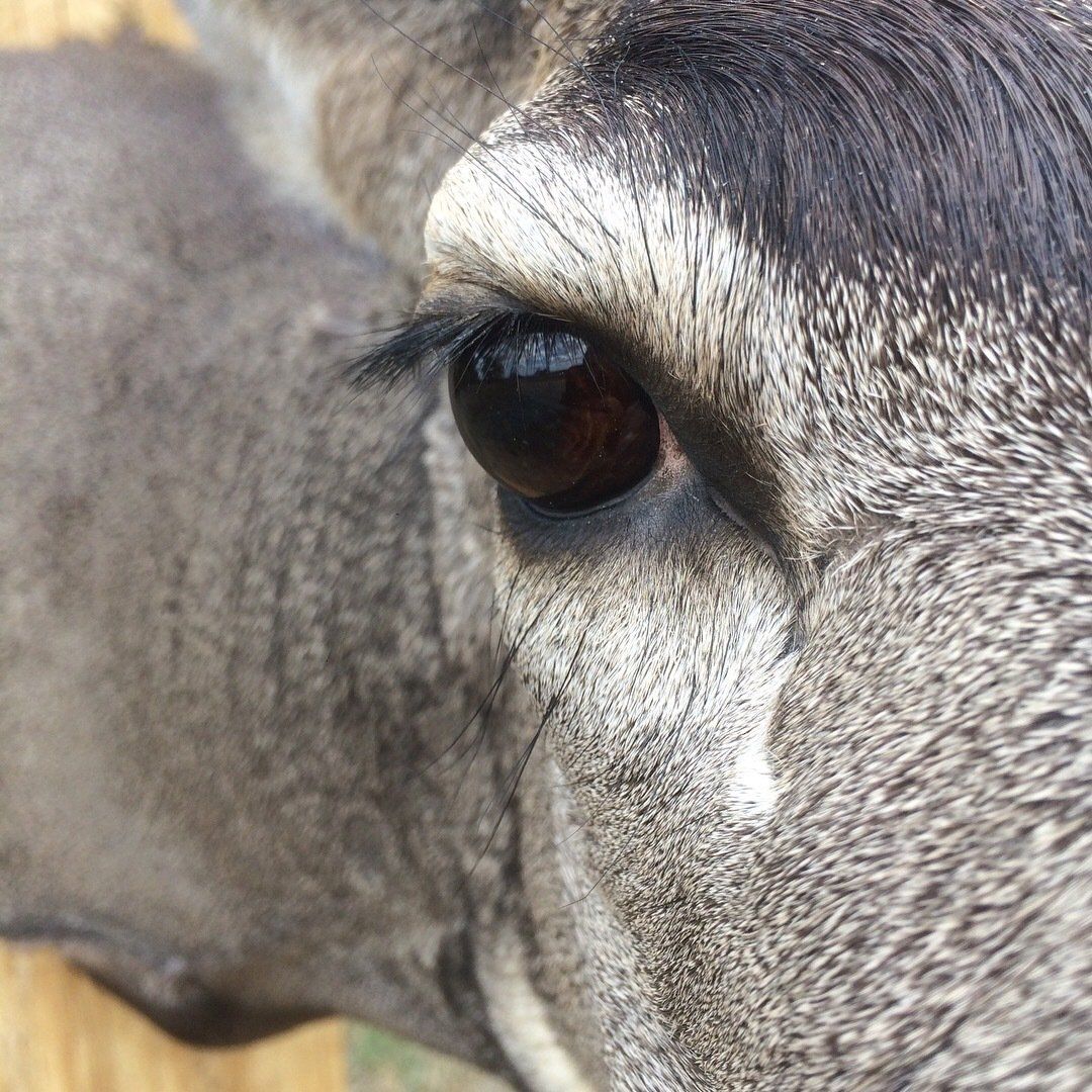 A close up of a deer 's eye with a tear coming out of it.