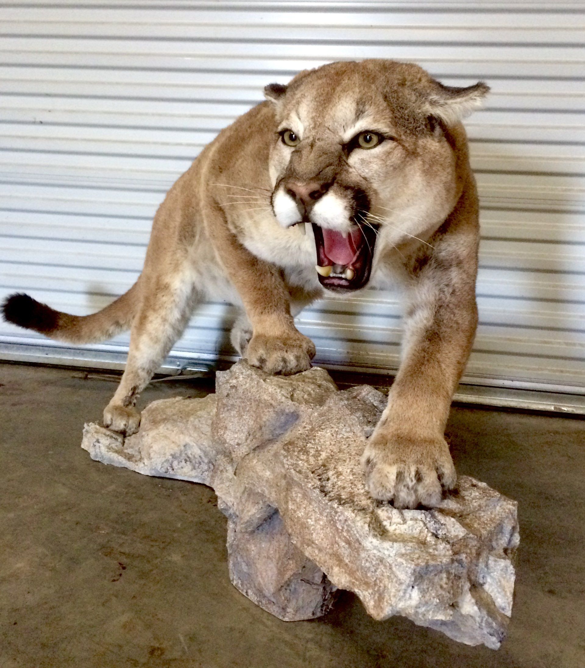 A stuffed mountain lion is standing on a rock with its mouth open