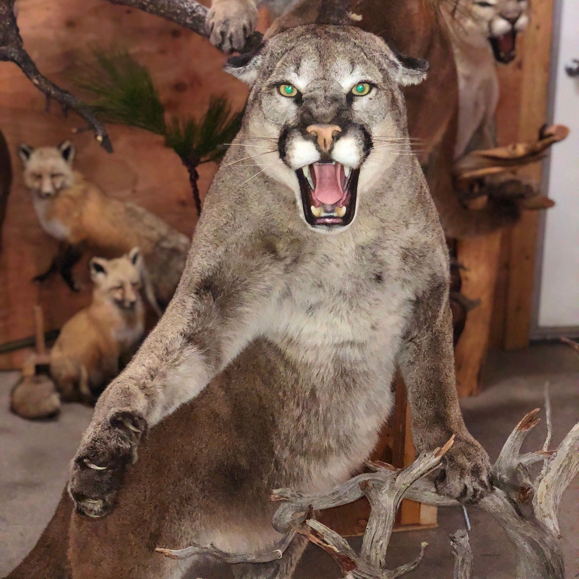 A stuffed animal of a mountain lion with its mouth open
