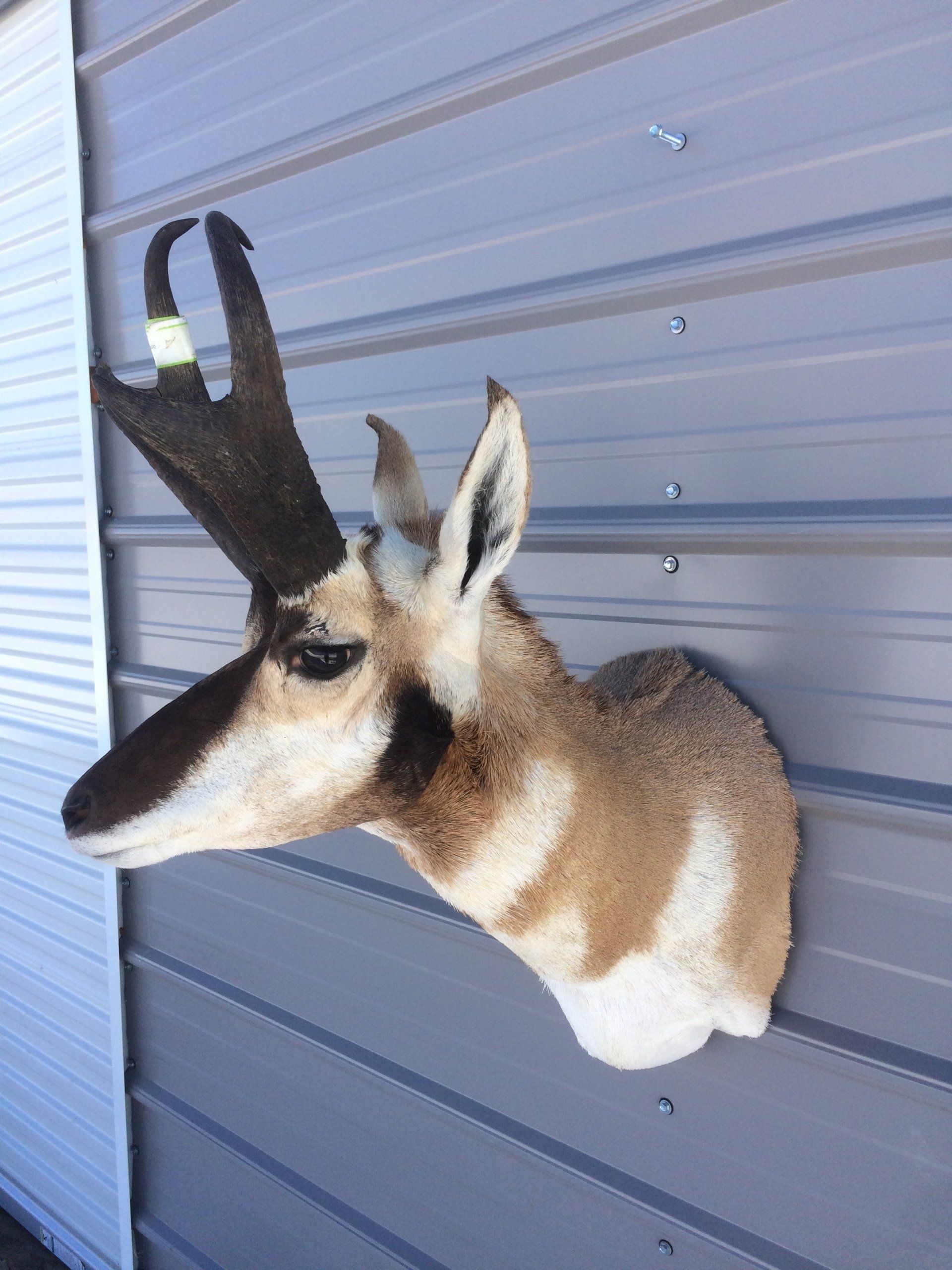 A deer head is hanging on a wall.