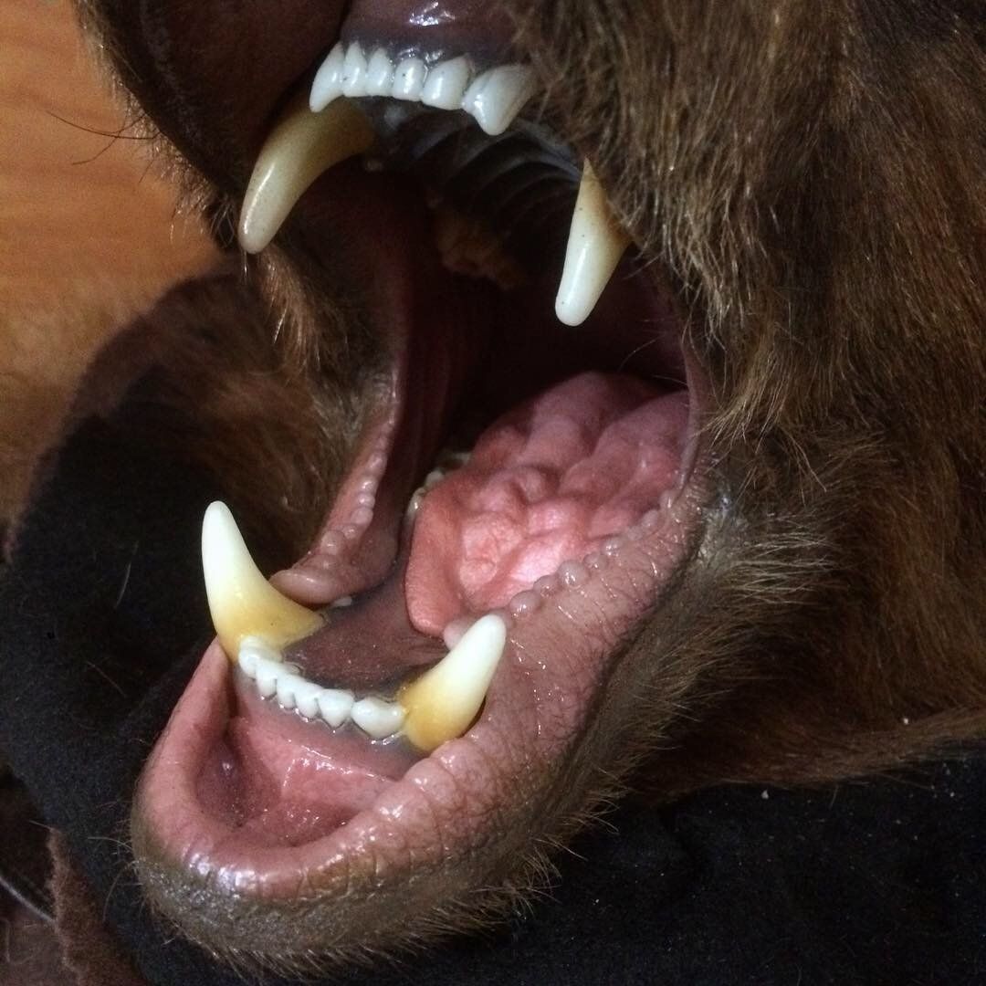 A close up of a dog 's mouth with its teeth showing