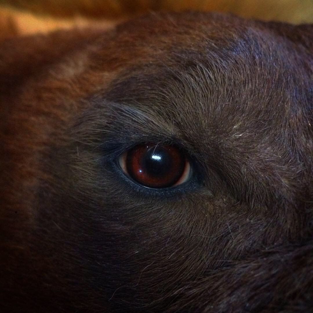 A close up of a dog 's eye with a dark background.