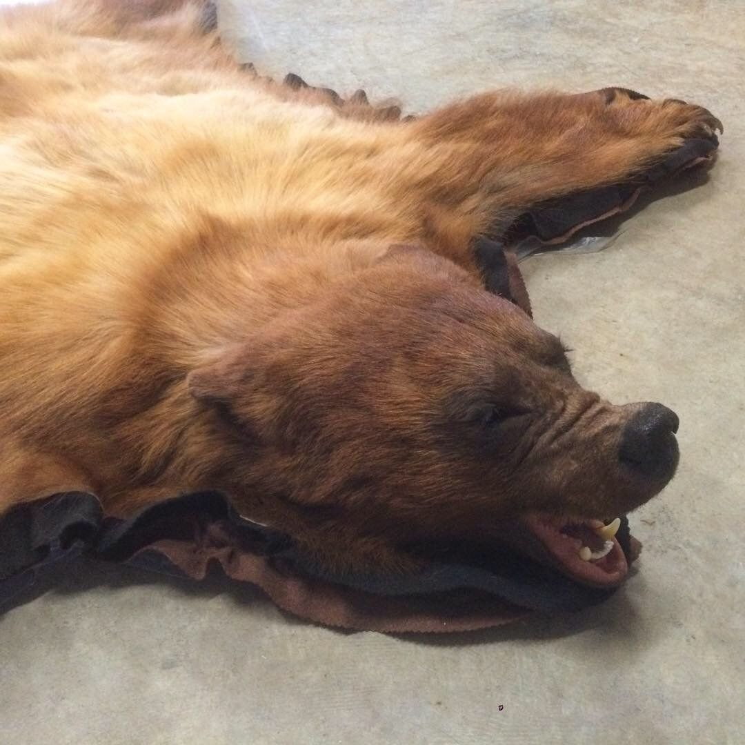 A brown bear laying on the ground with its mouth open