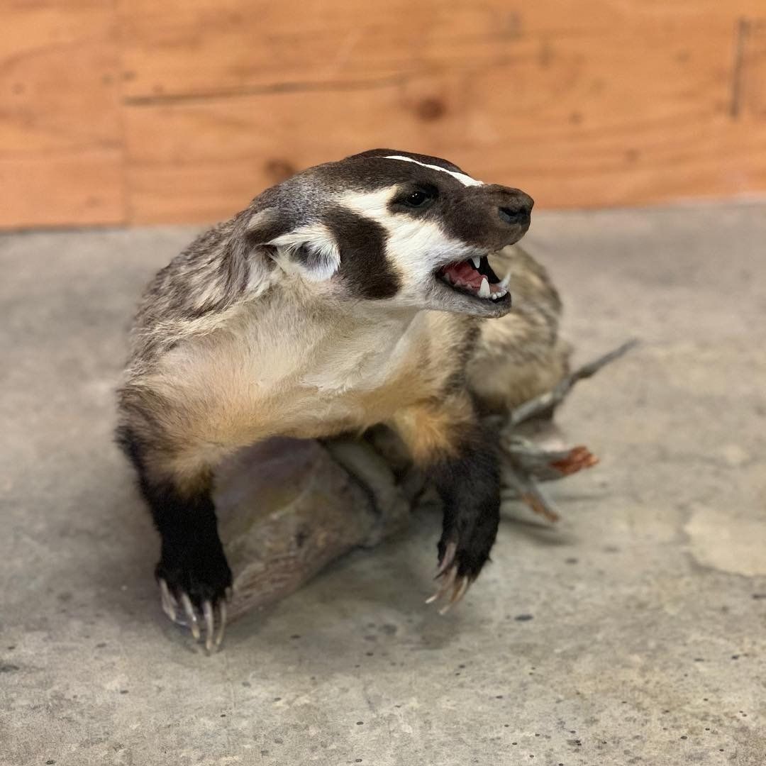 A stuffed badger is sitting on a log with its mouth open.