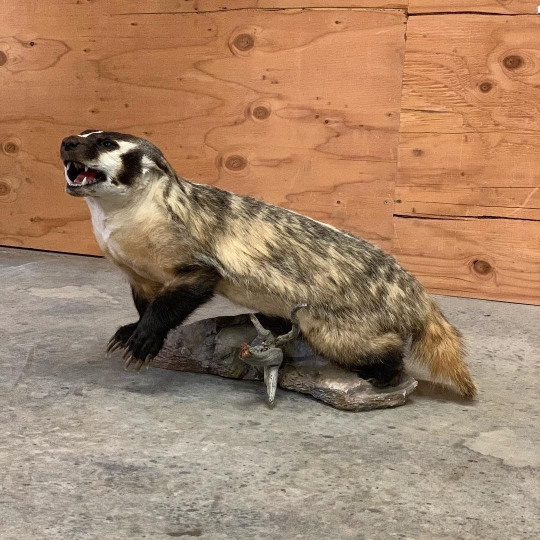 An image of of preserved furbearers