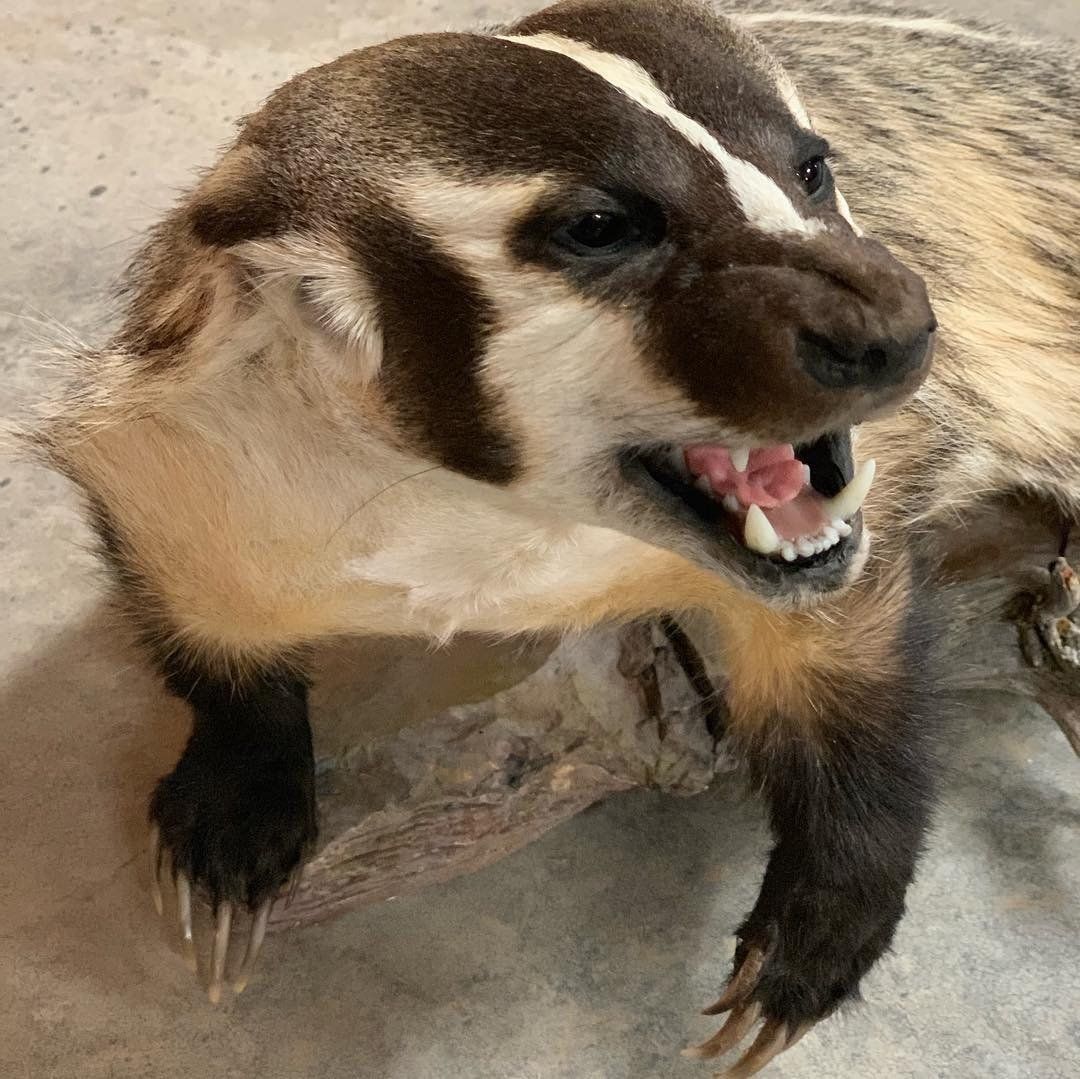 A close up of a badger with its mouth open.