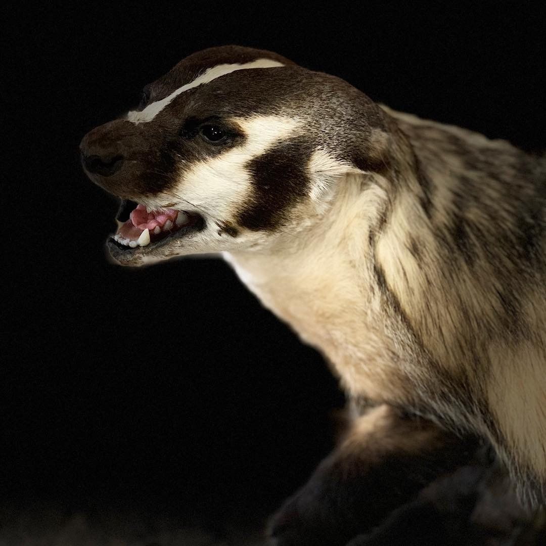 A close up of a badger with its mouth open on a black background.