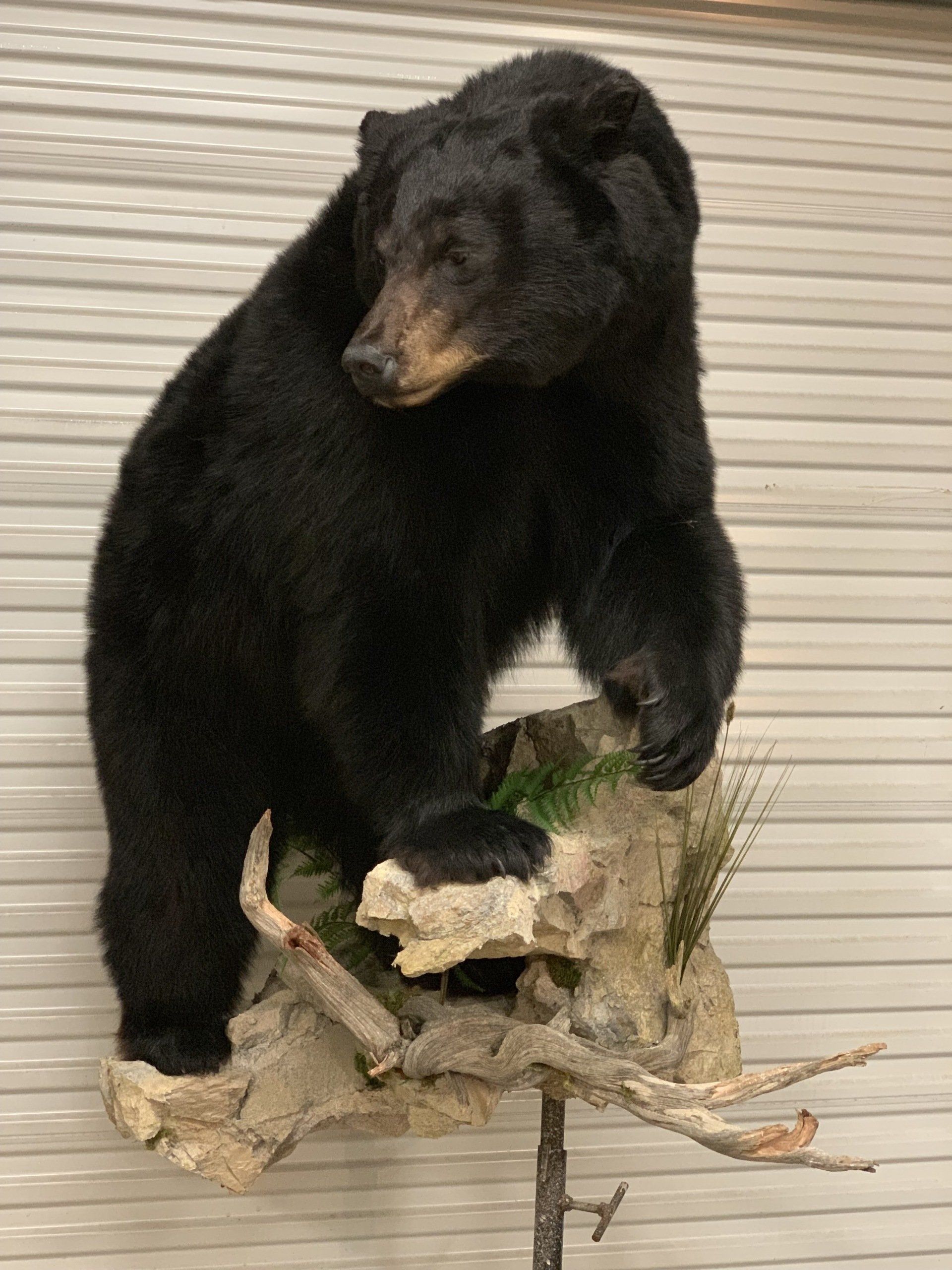 A black bear is sitting on top of a rock.
