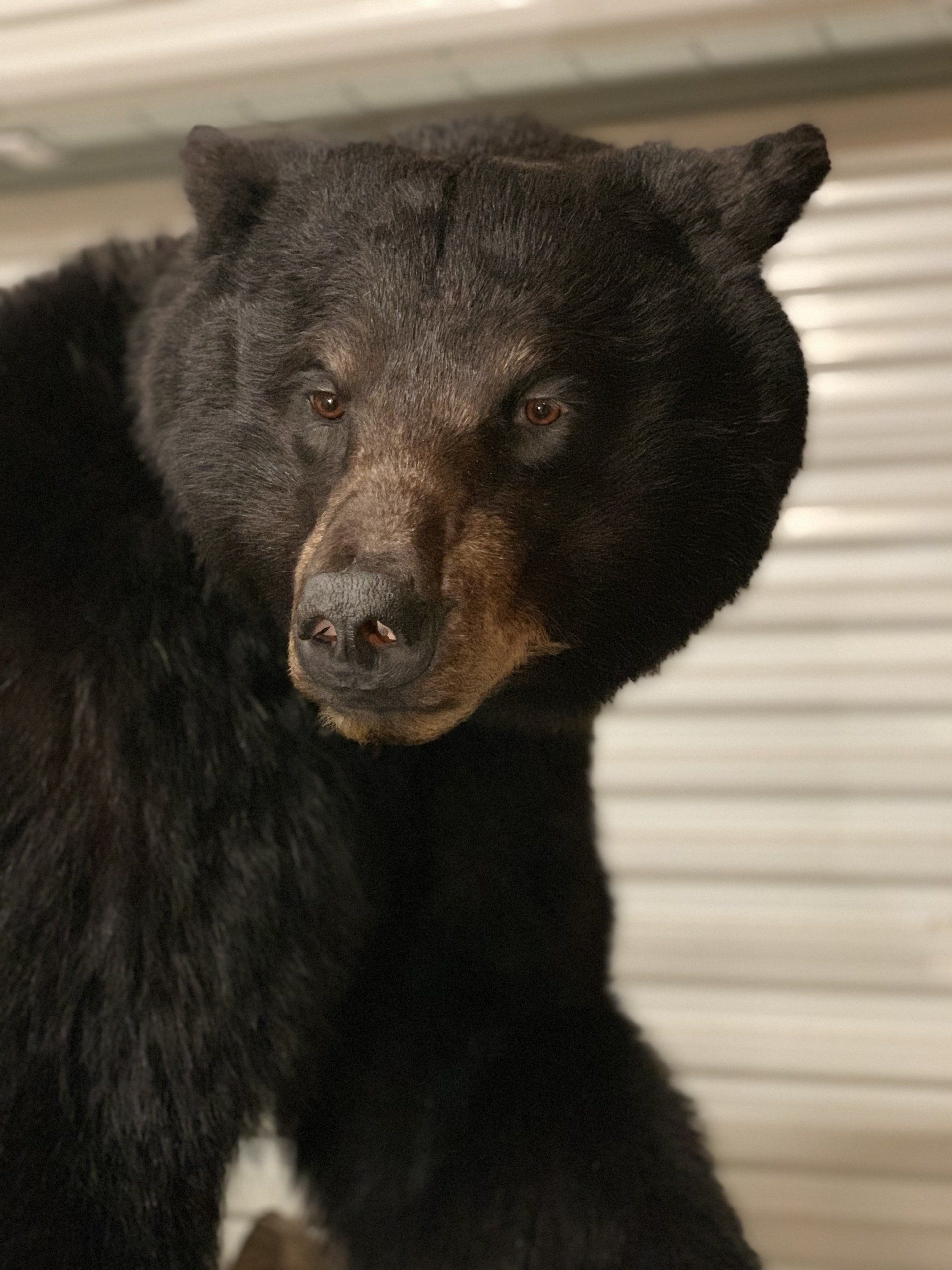 A close up of a black bear looking at the camera