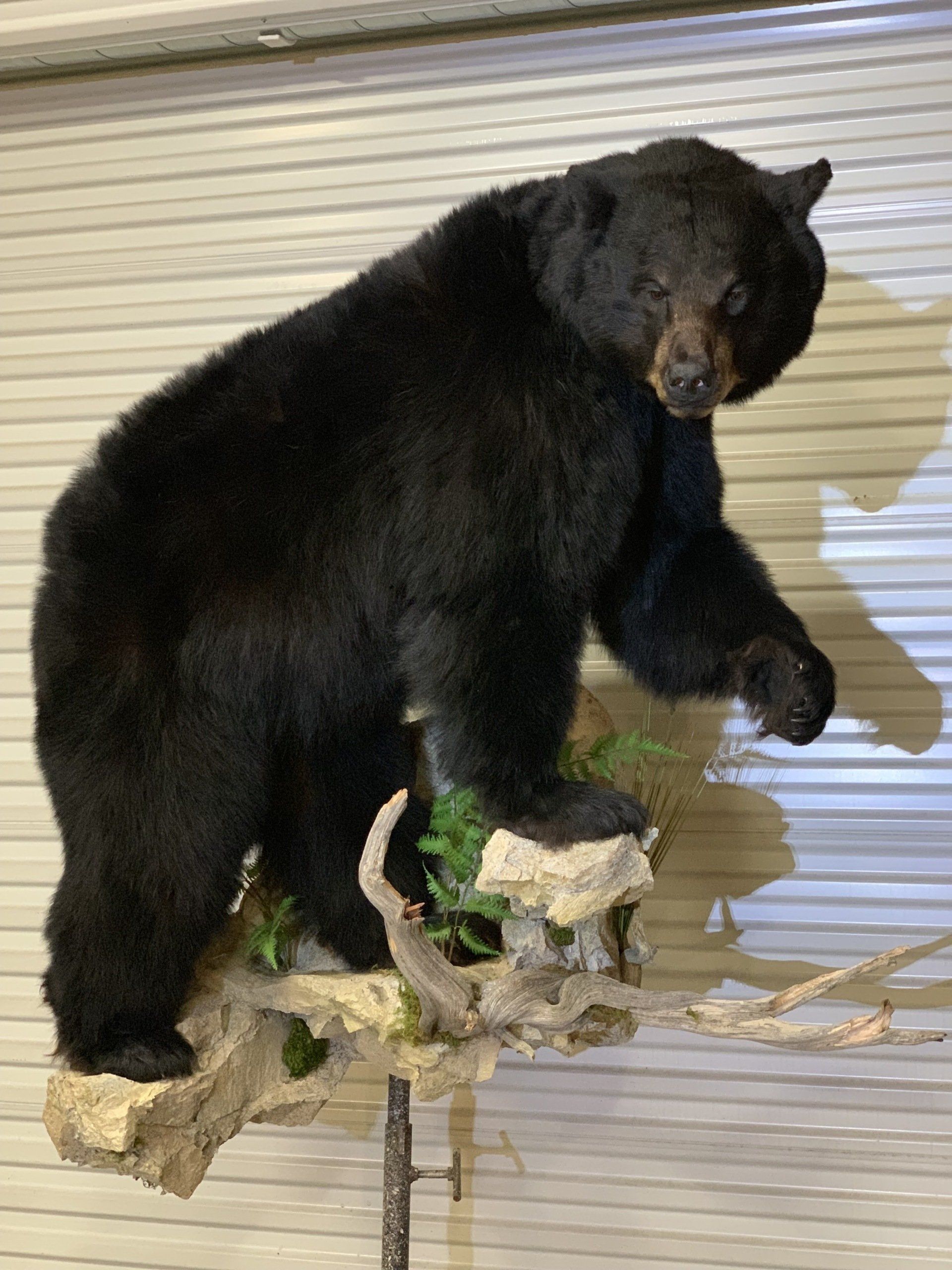 A black bear is sitting on top of a tree branch.