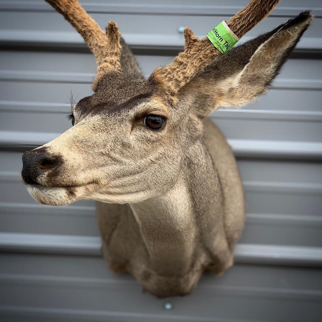 A close up of a deer head mounted on a wall.