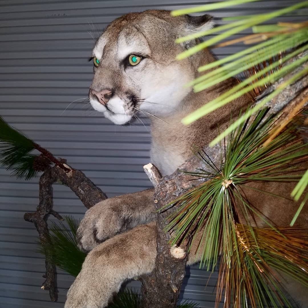 A stuffed mountain lion is sitting on a tree branch.