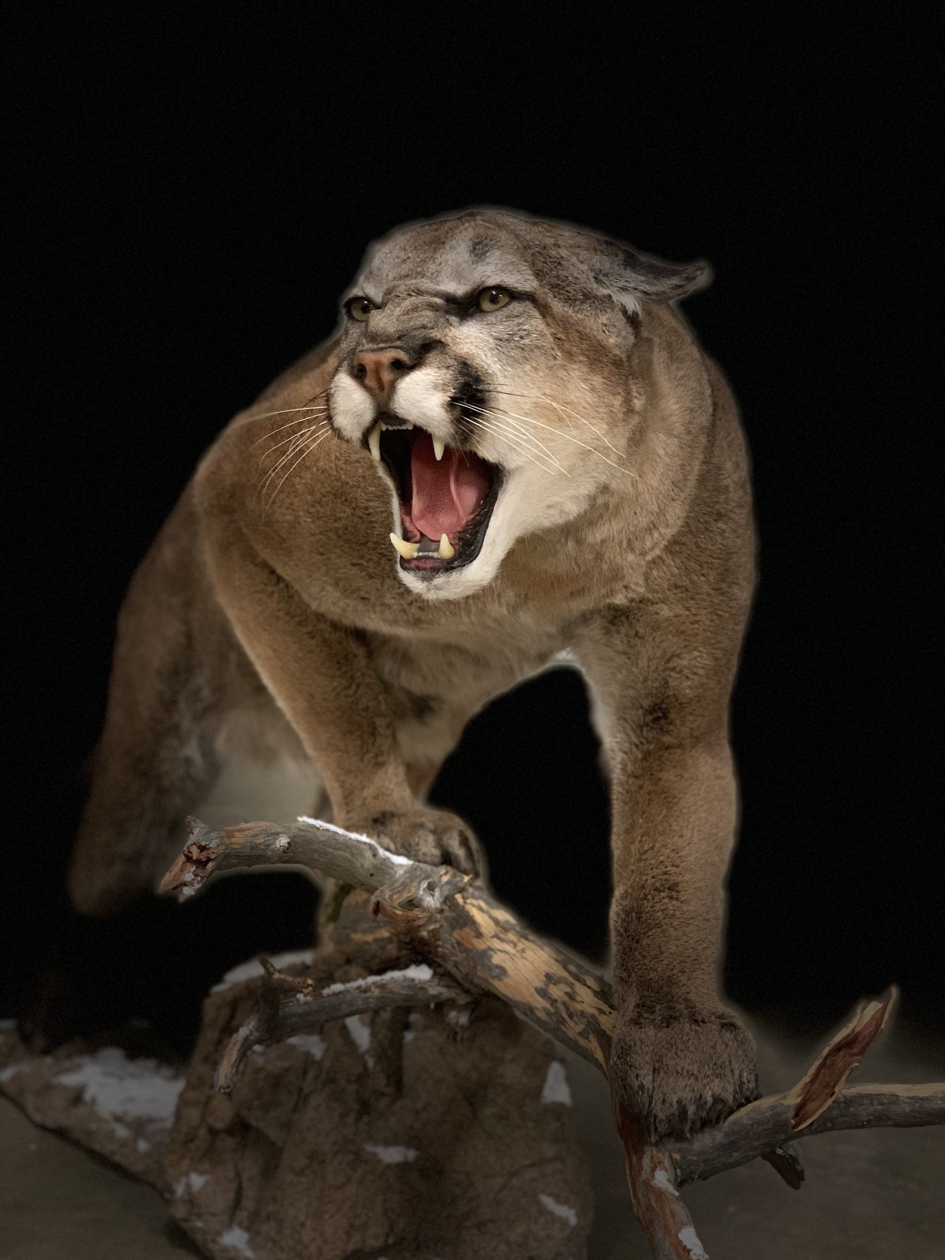 A mountain lion is standing on a tree branch with its mouth open