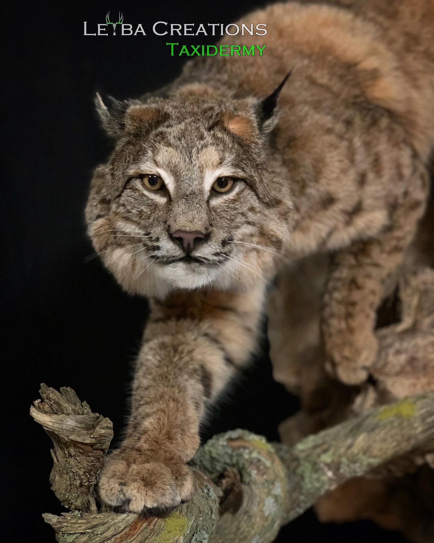 A stuffed bobcat is standing on a tree branch
