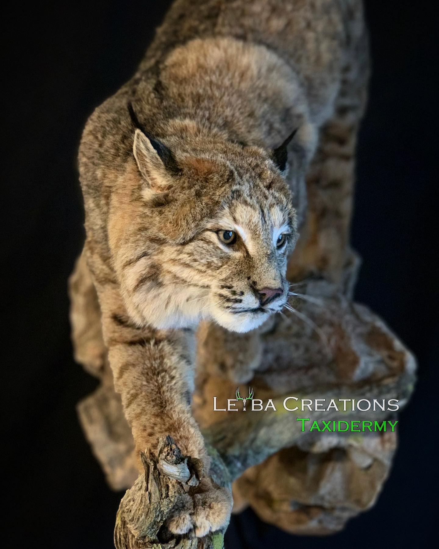 A stuffed bobcat is standing on a tree branch.