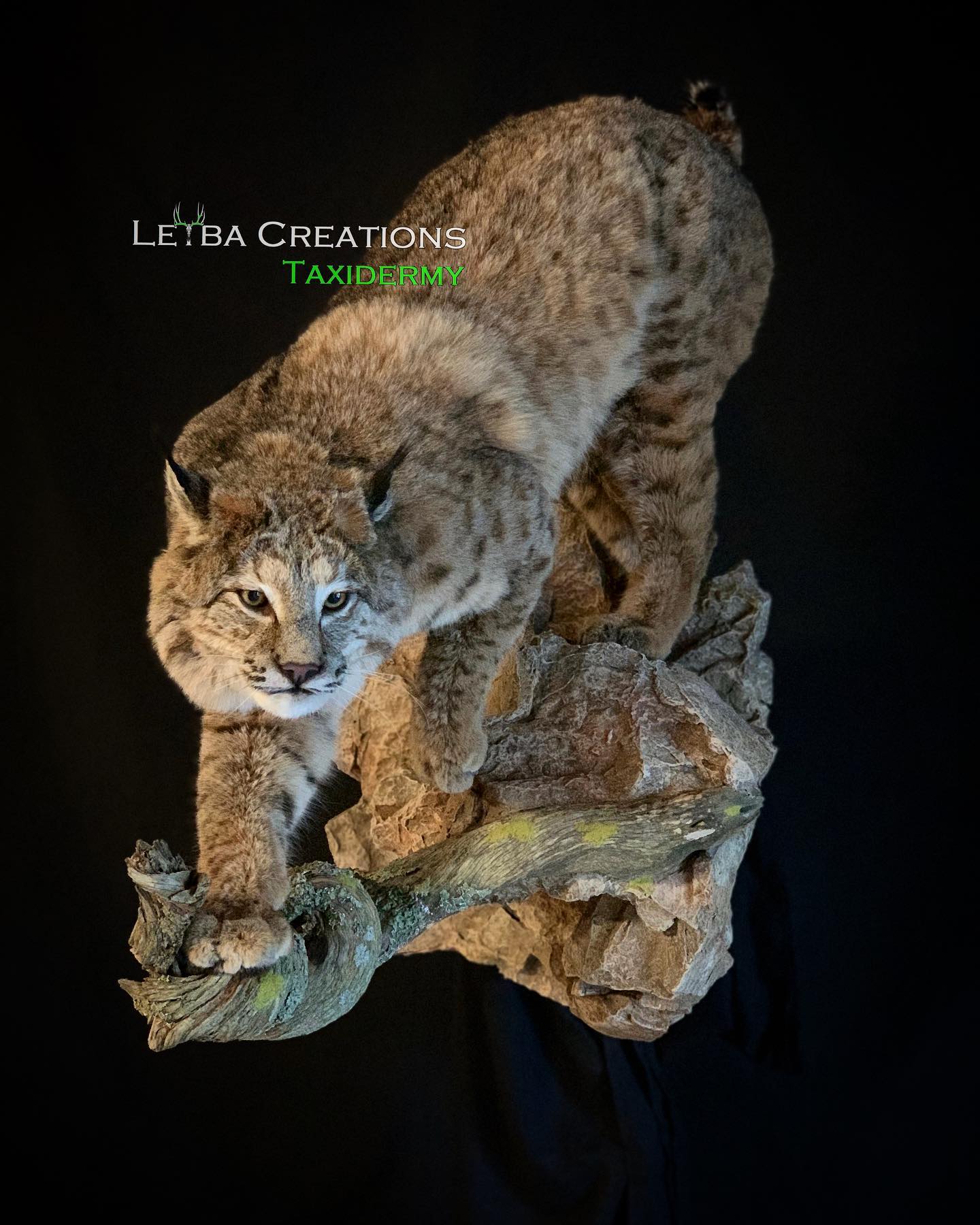 A stuffed bobcat is sitting on top of a tree branch.