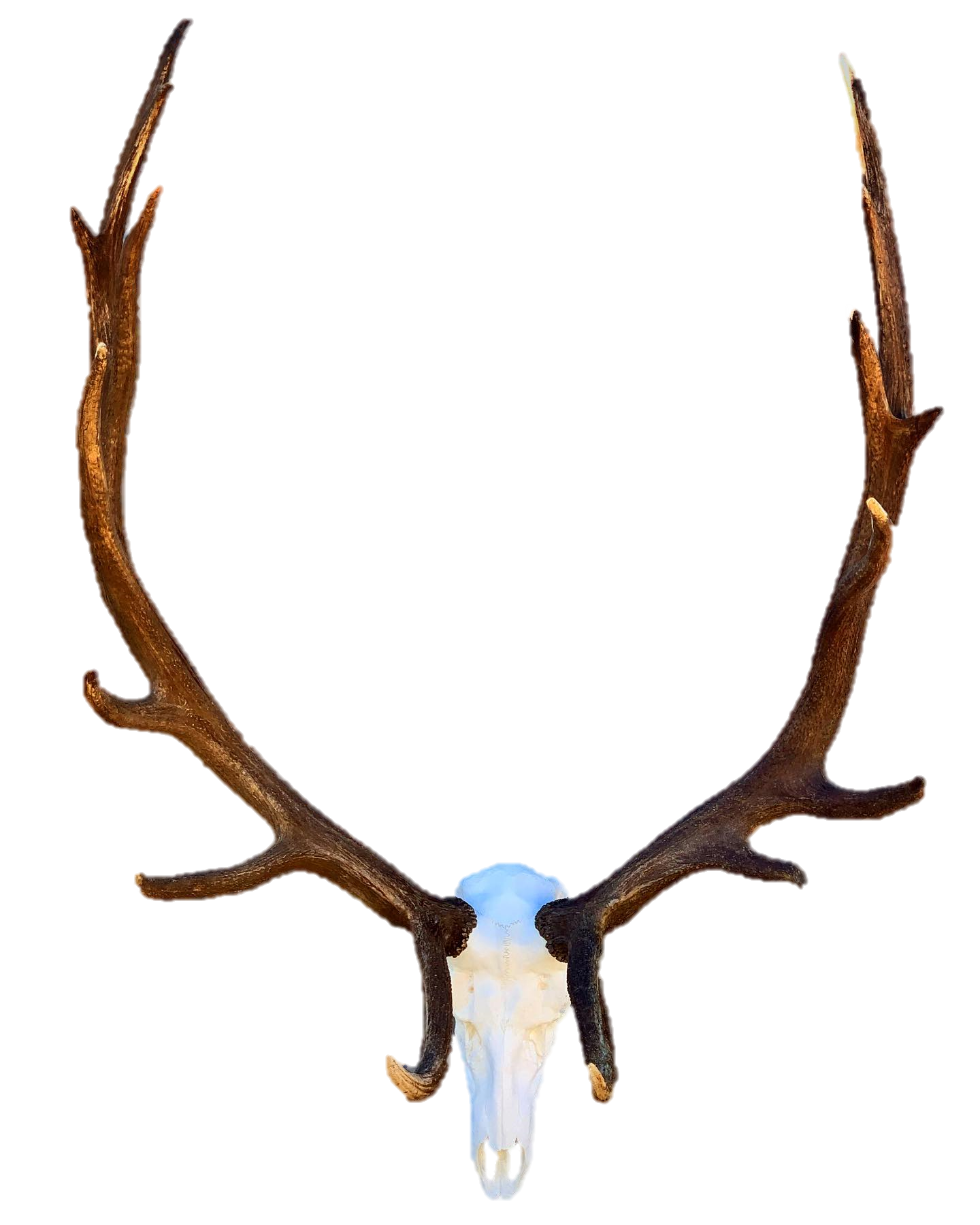 A deer skull with antlers on a white background