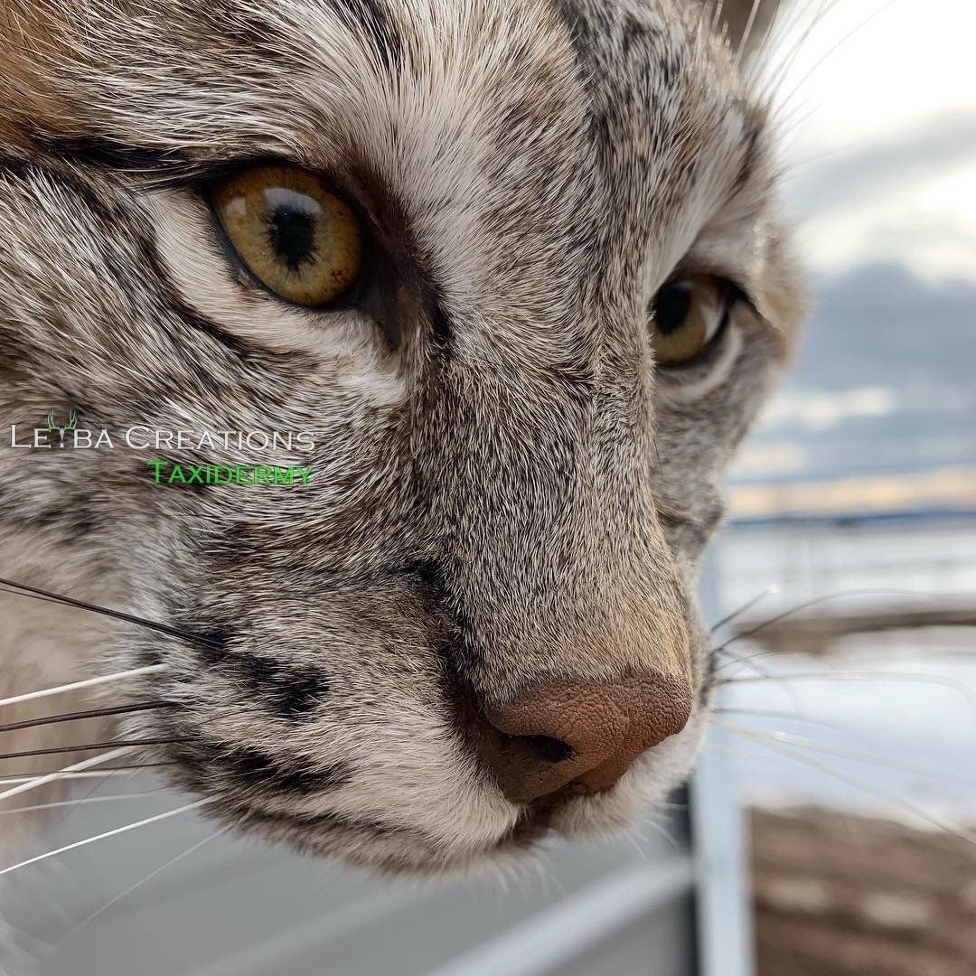 A close up of a cat 's face looking at the camera.