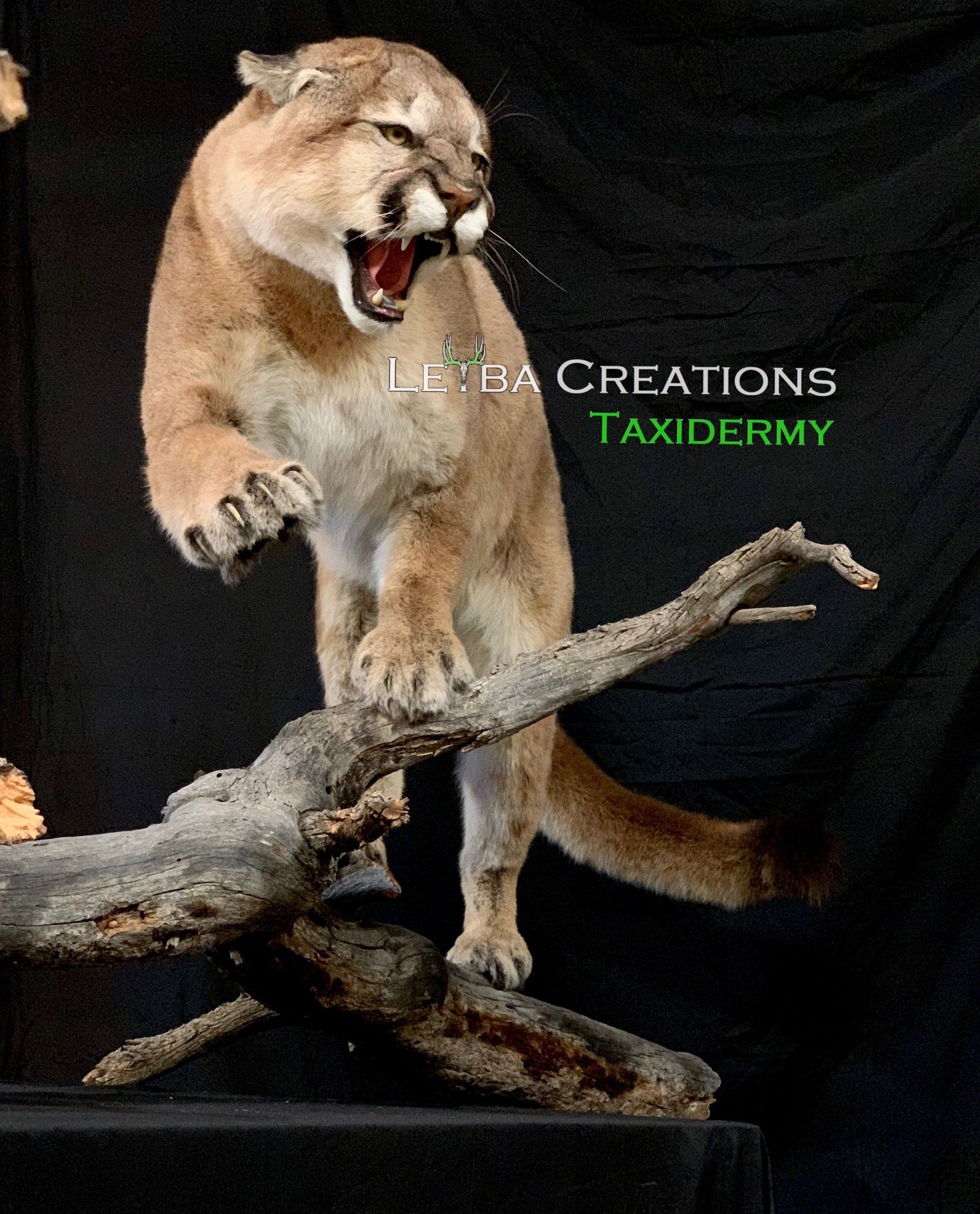 A taxidermy of a mountain lion standing on a tree branch