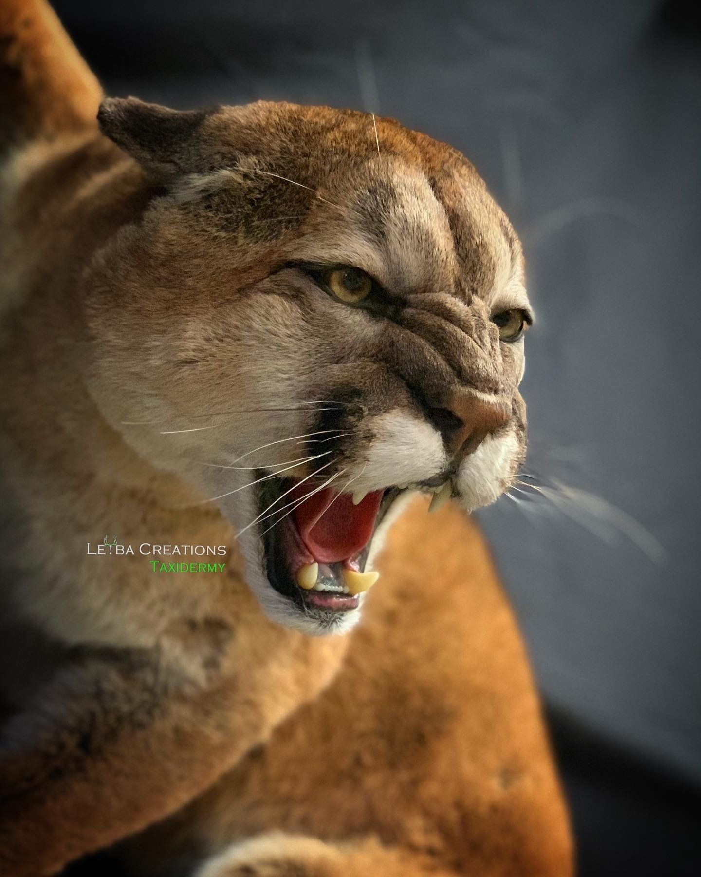 A close up of a cougar with its mouth open