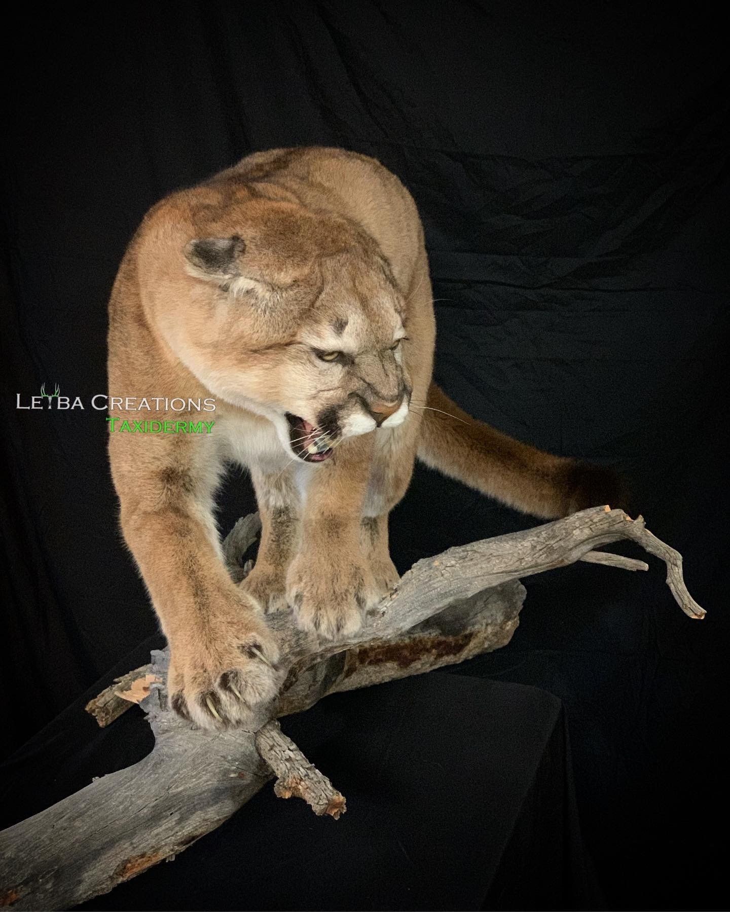 A mountain lion is standing on a tree branch with its mouth open.