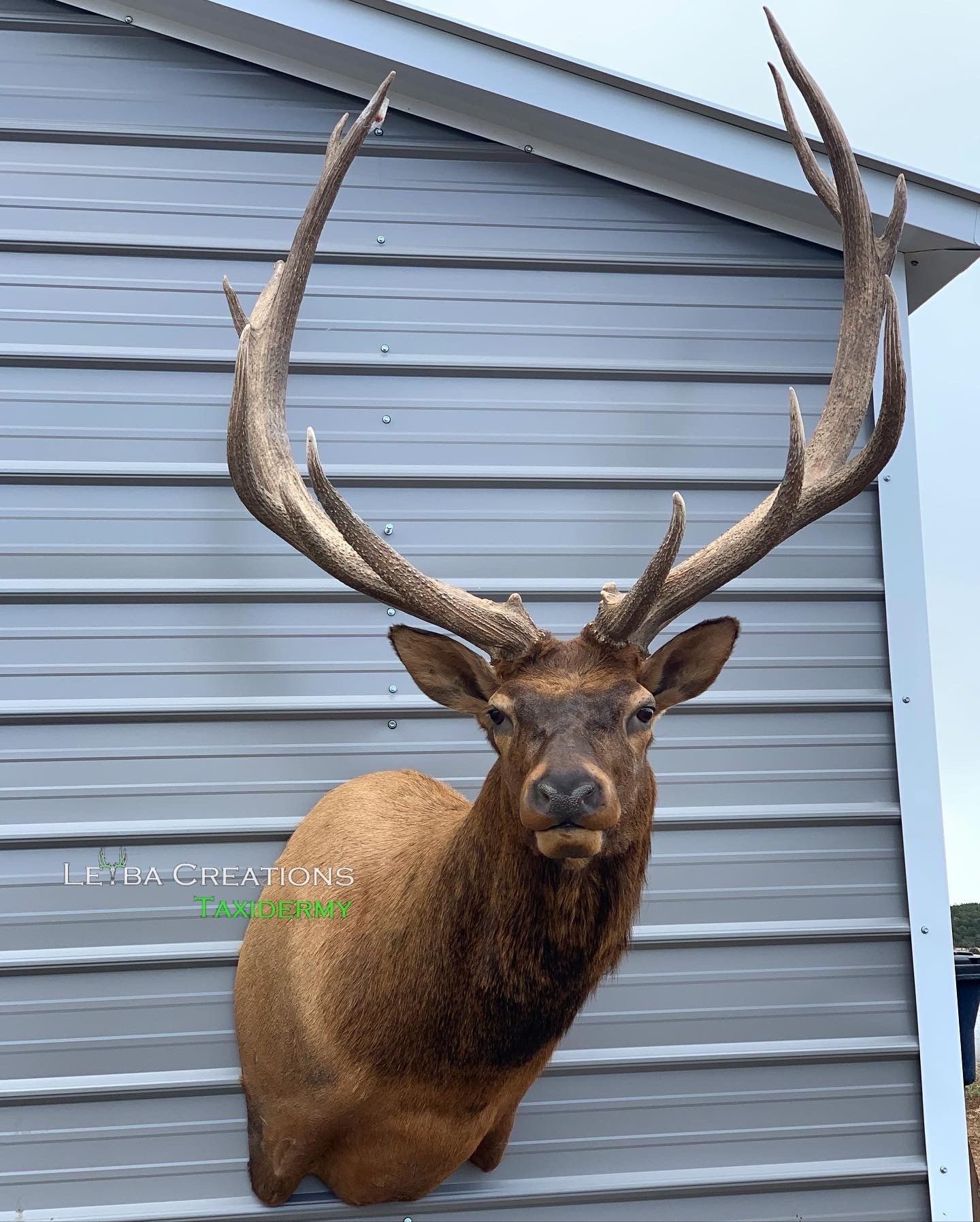 A deer head is hanging on the side of a building.