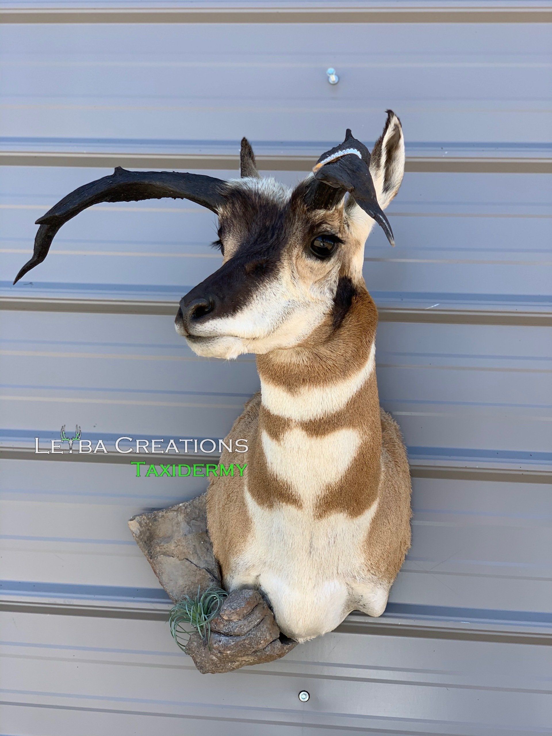 A stuffed antelope head is hanging on a metal wall.