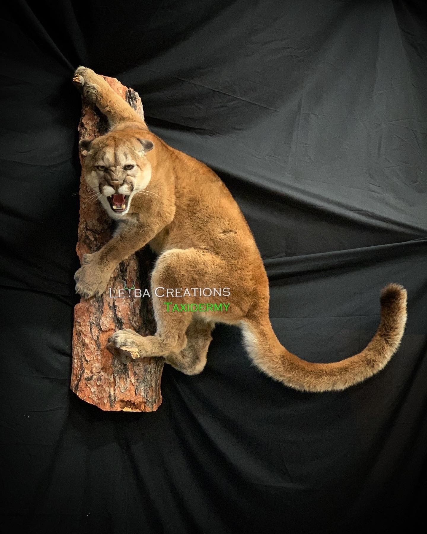 A stuffed mountain lion is sitting on a tree stump.