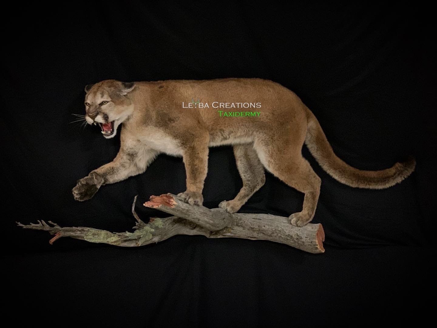 A cougar is standing on a tree branch with its mouth open.