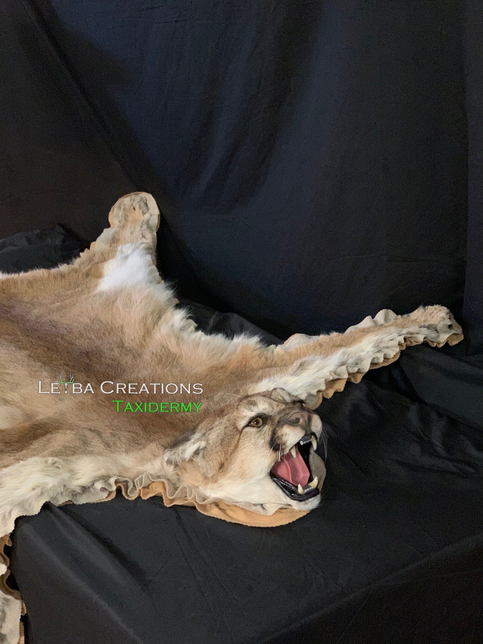 A lion laying on its back with its mouth open
