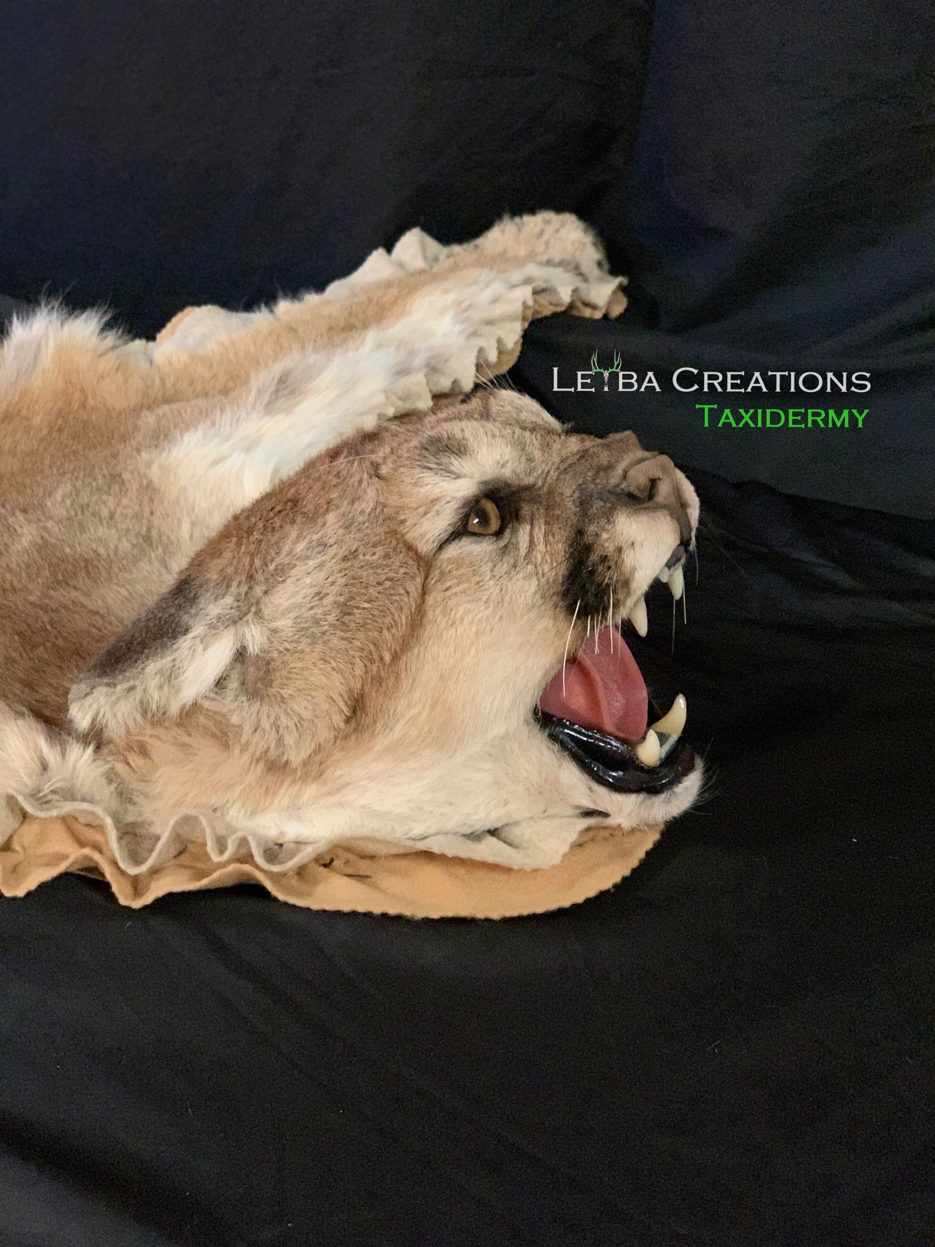 A close up of a stuffed animal with its mouth open.