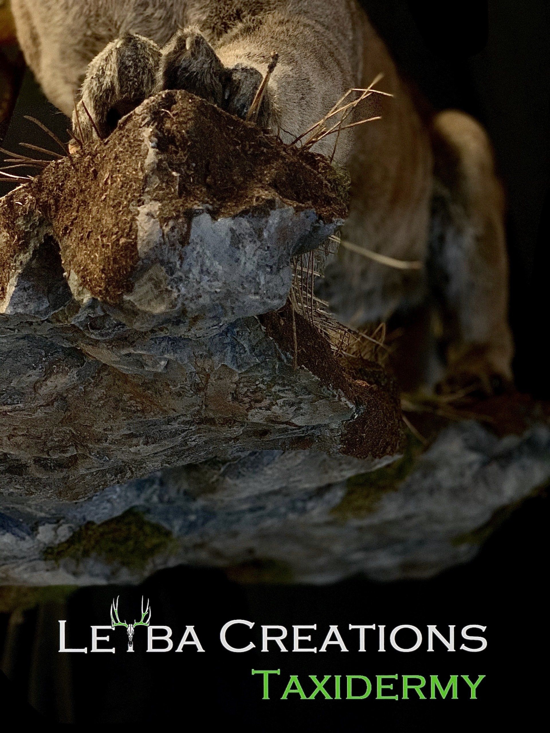 A close up of a rock with the words let ba creations taxidermy on it.