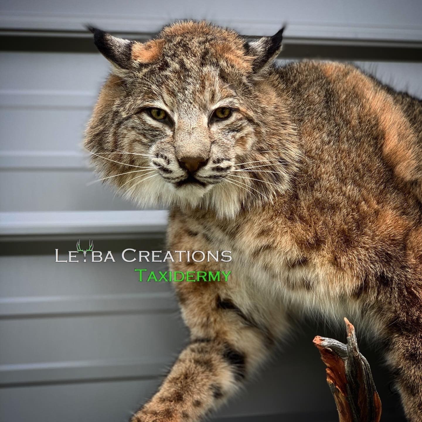 A bobcat is standing on a branch and looking at the camera.