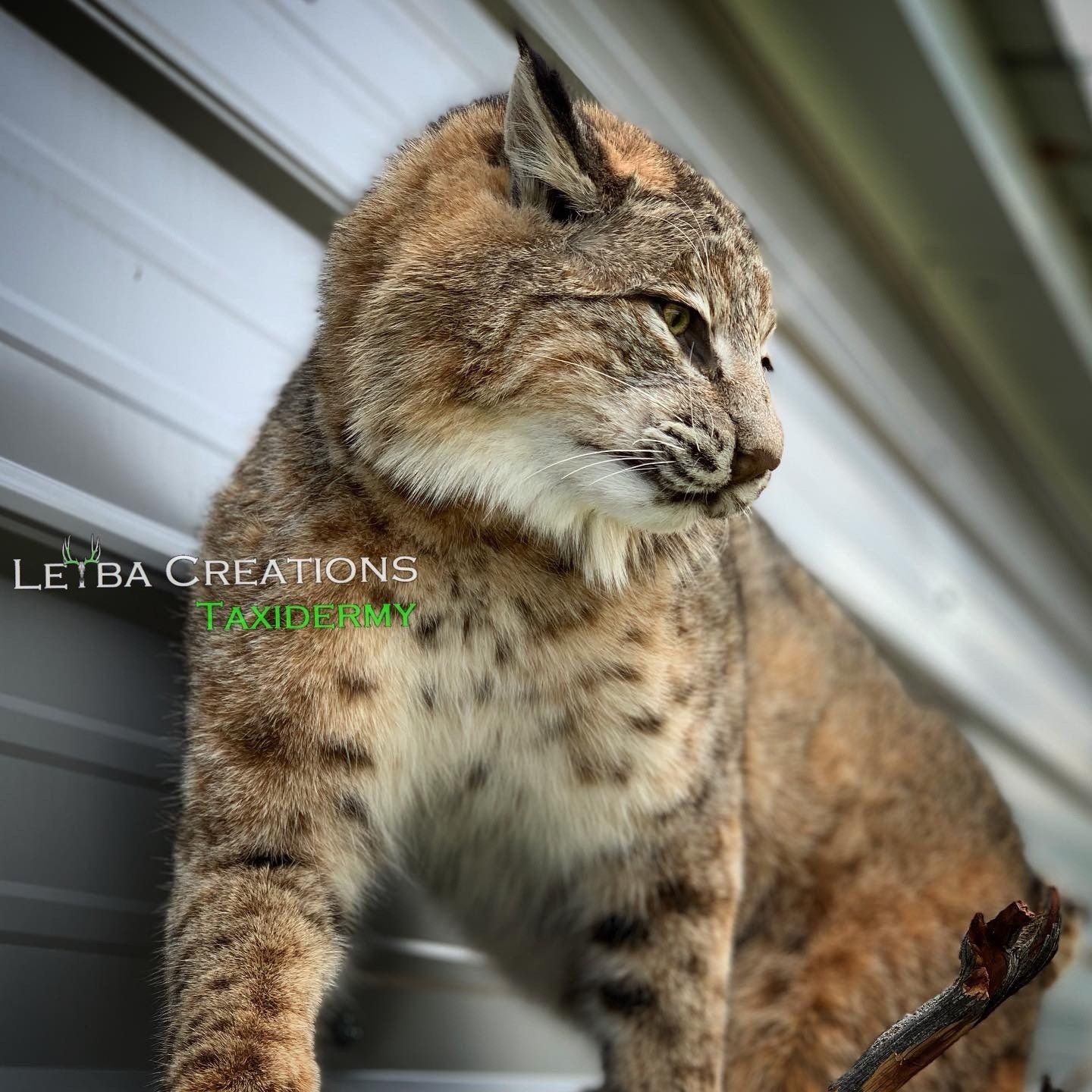 A close up of a cat with the words leiba creations on it