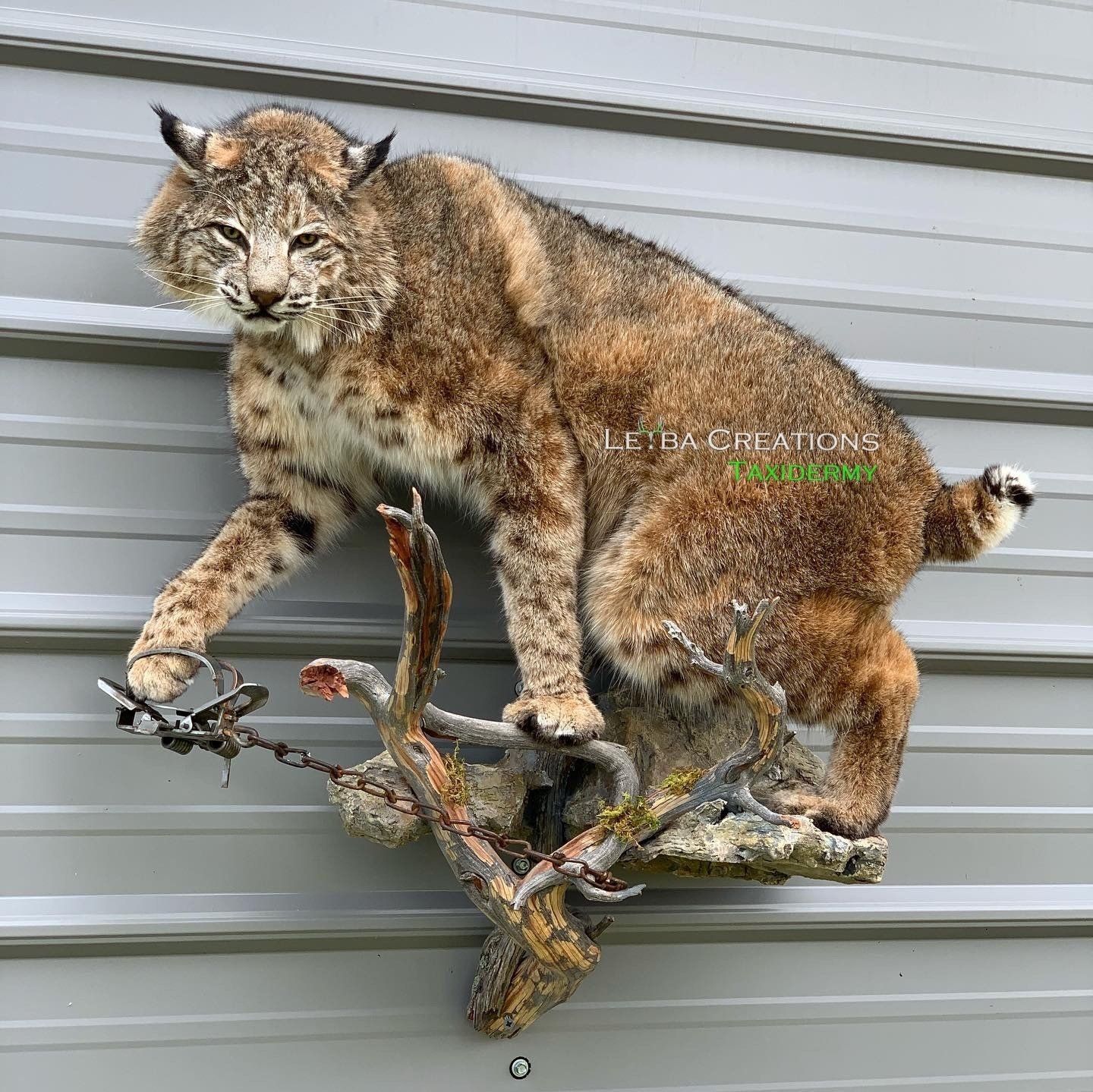 A stuffed bobcat is hanging on a metal wall