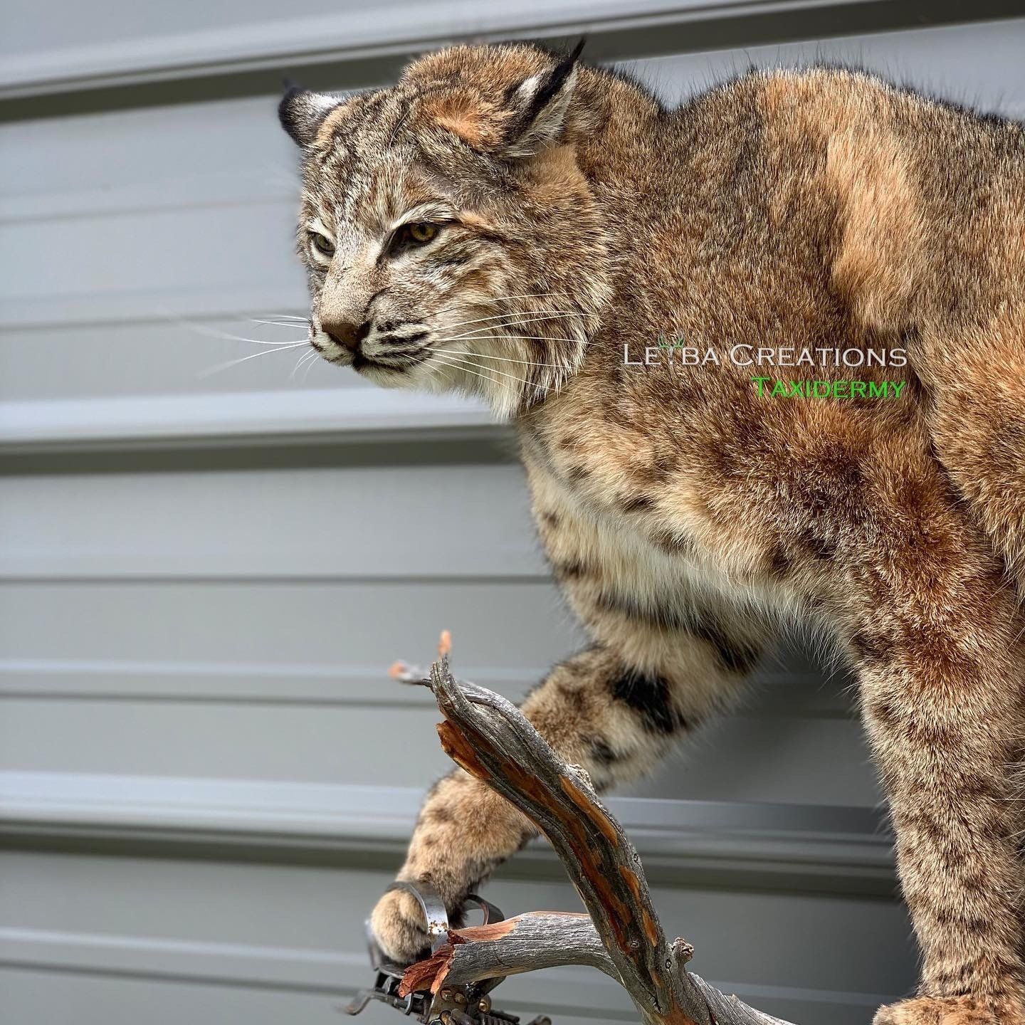 A bobcat is standing on a branch in front of a wall.